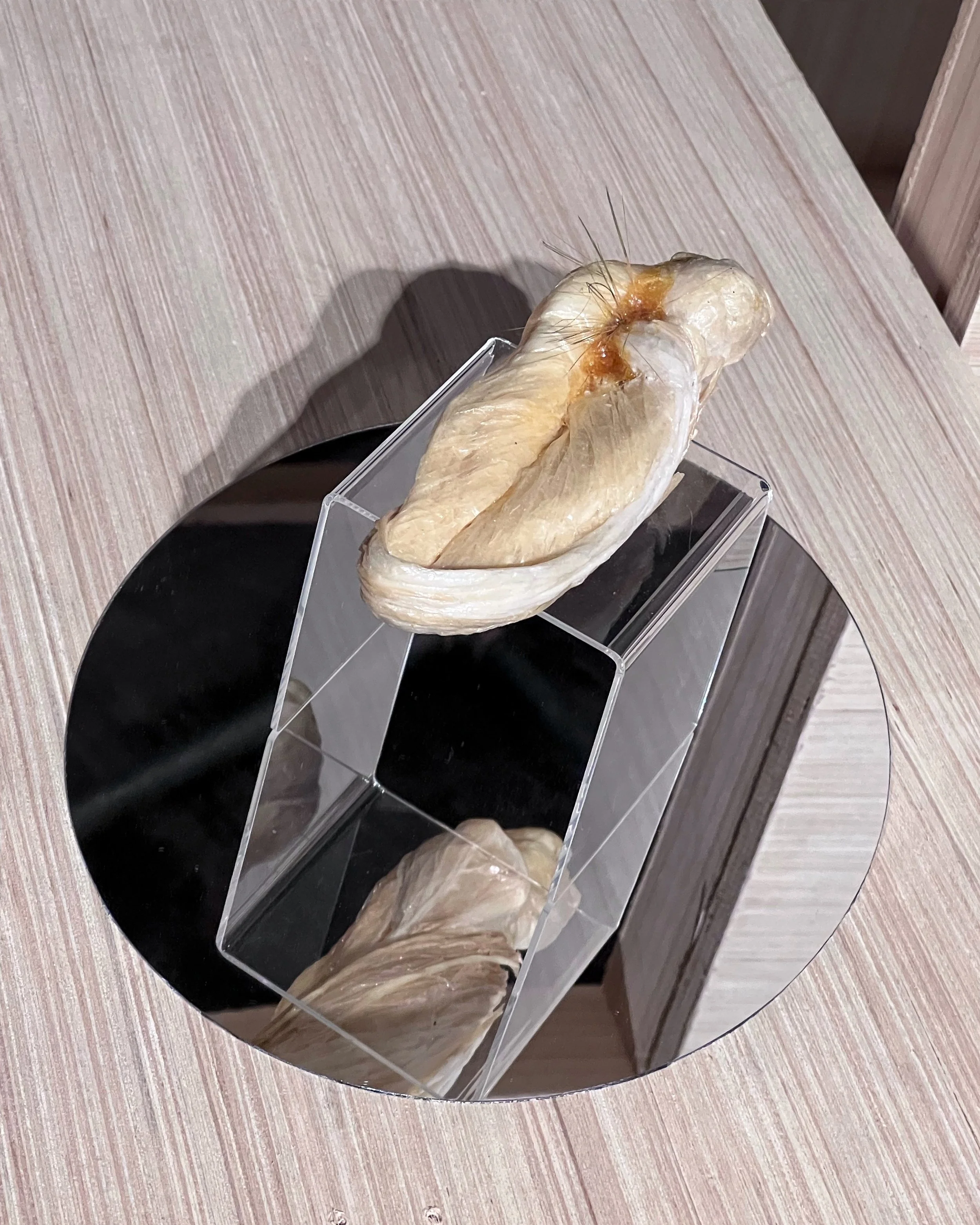 Para Site 2022 Annual Auction Preview