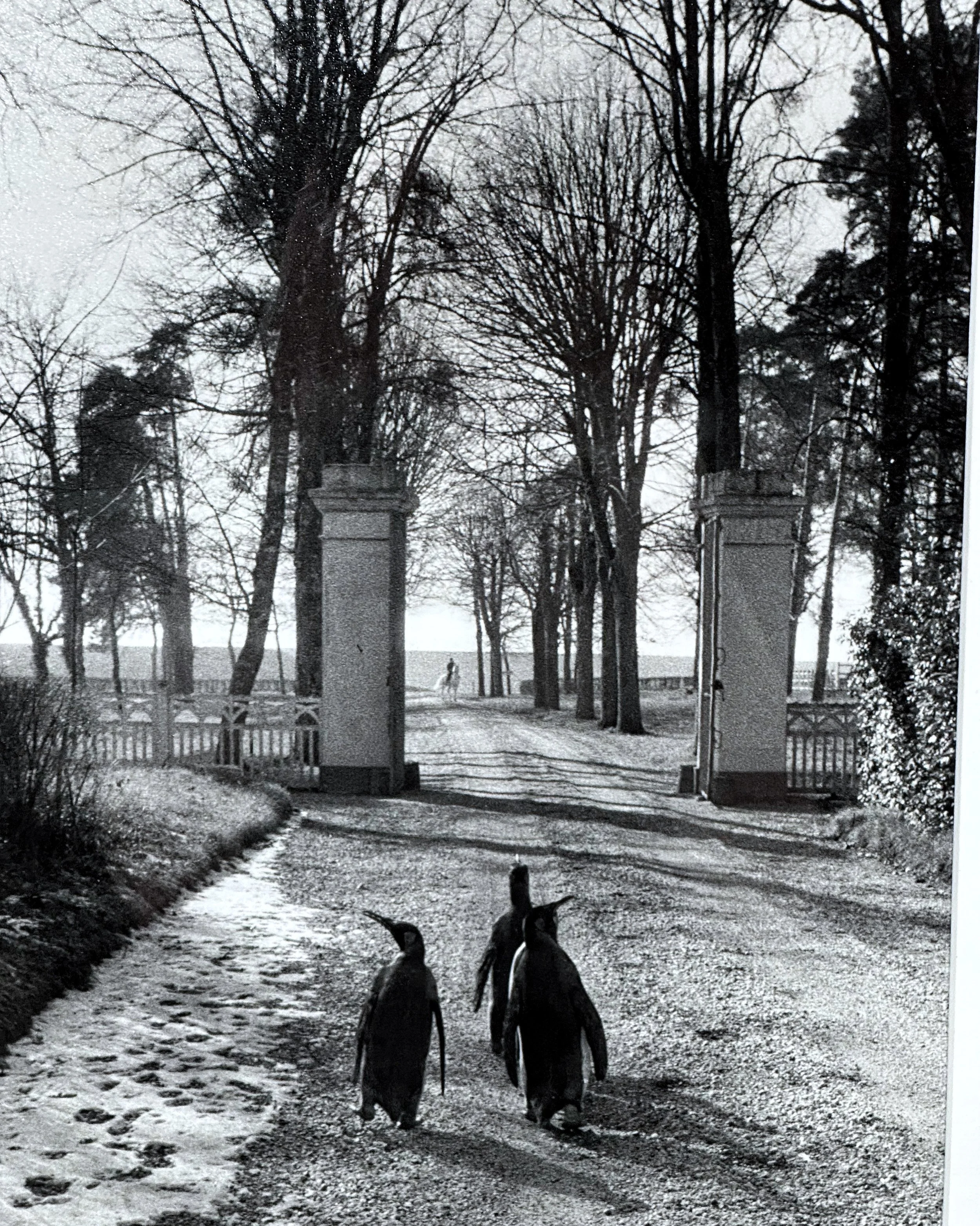 Willy Ronis: Capturing Life at Boogie Woogie Photography