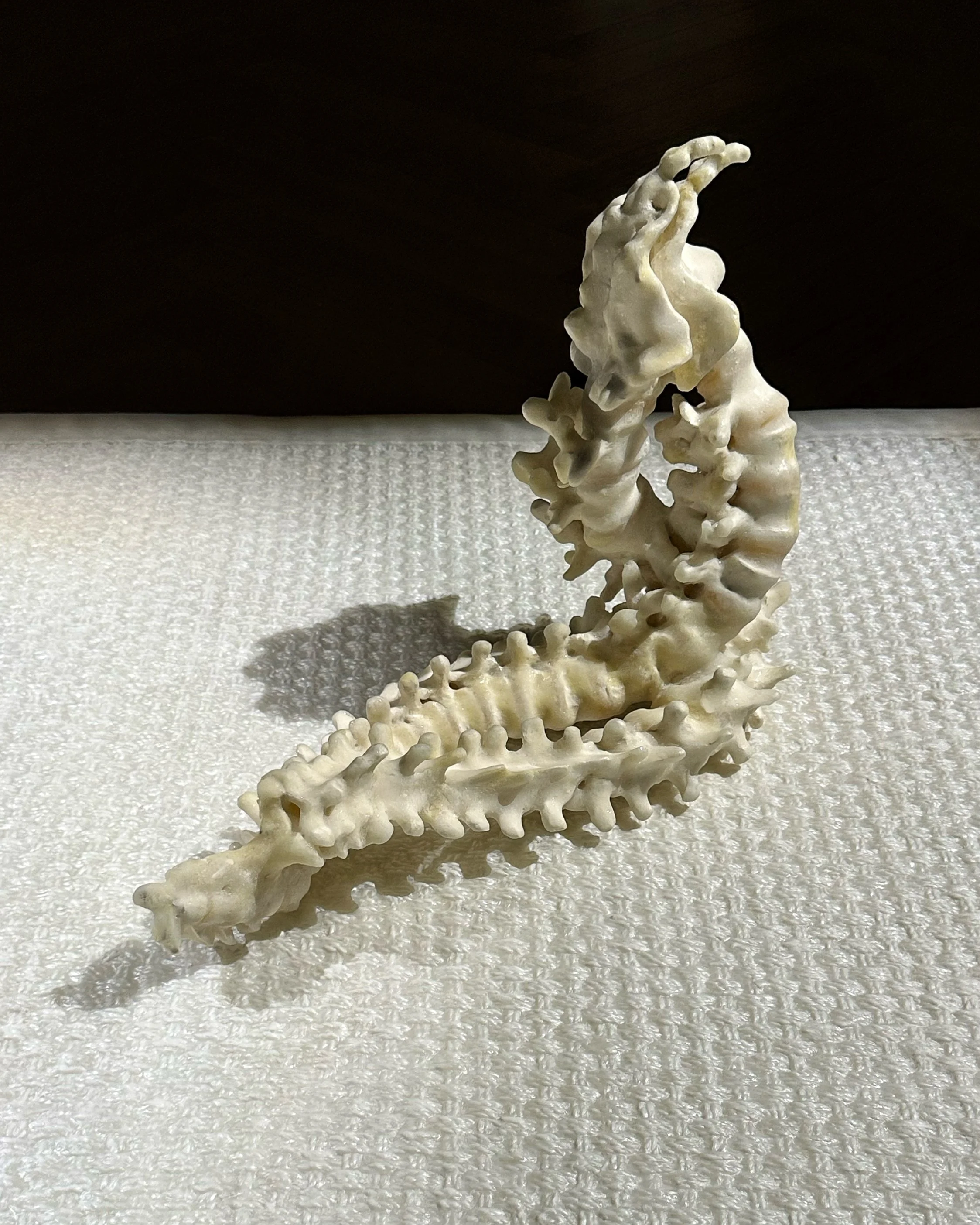 Janine Antoni: In my holding at Rossi &amp; Rossi