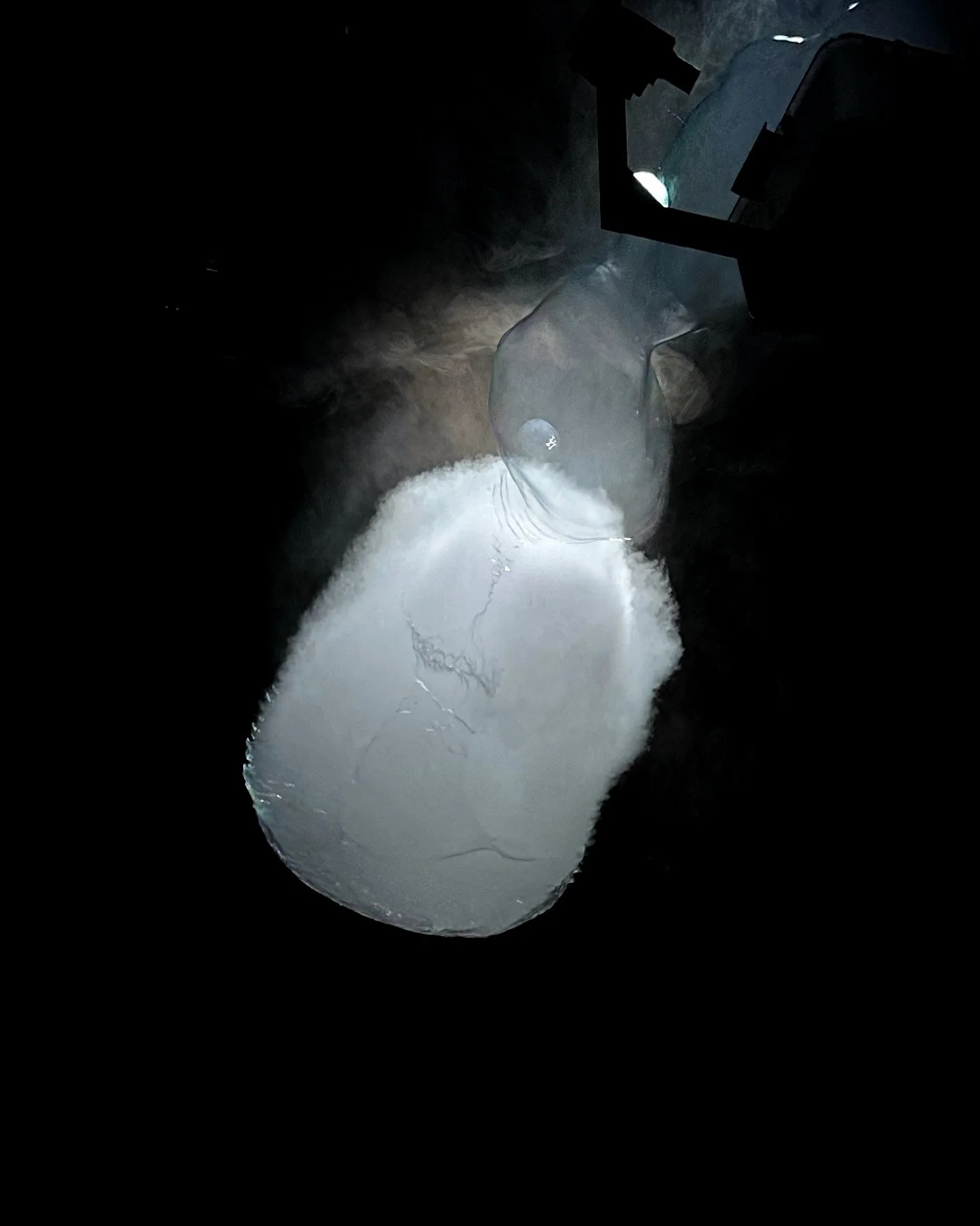 A.A.Murakami: Floating World at M+