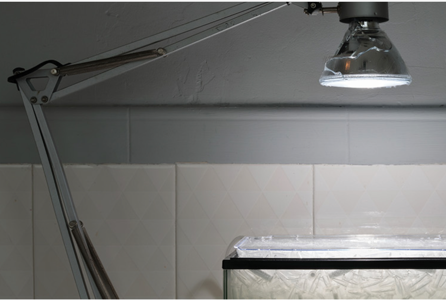 Trevor Yeung: swallowing rumination, gracefully at Blindspot Gallery