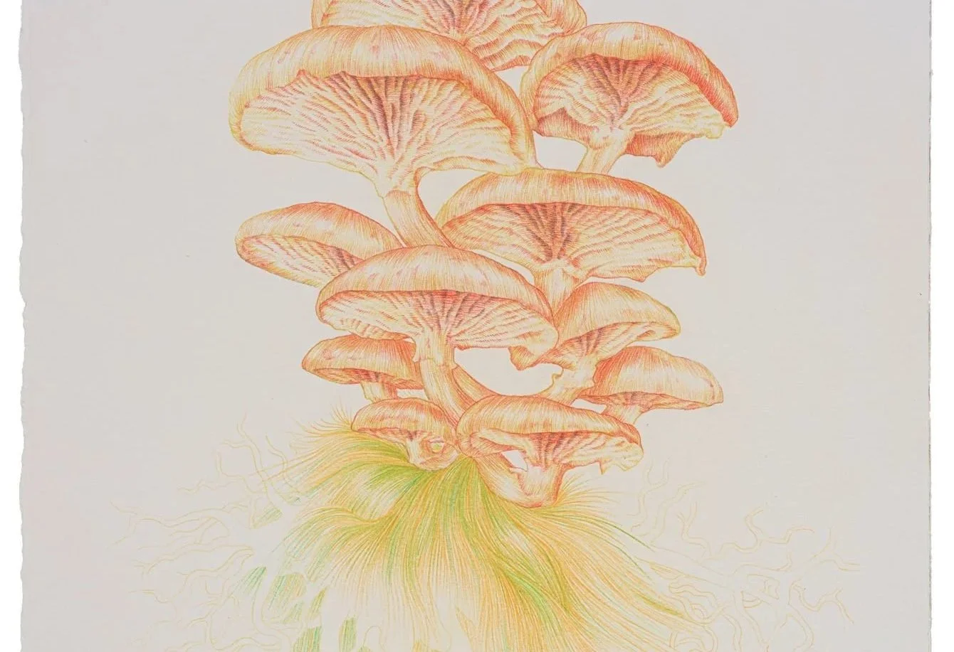 Zheng Mahler:  Mushroom Clouds at PHD Group