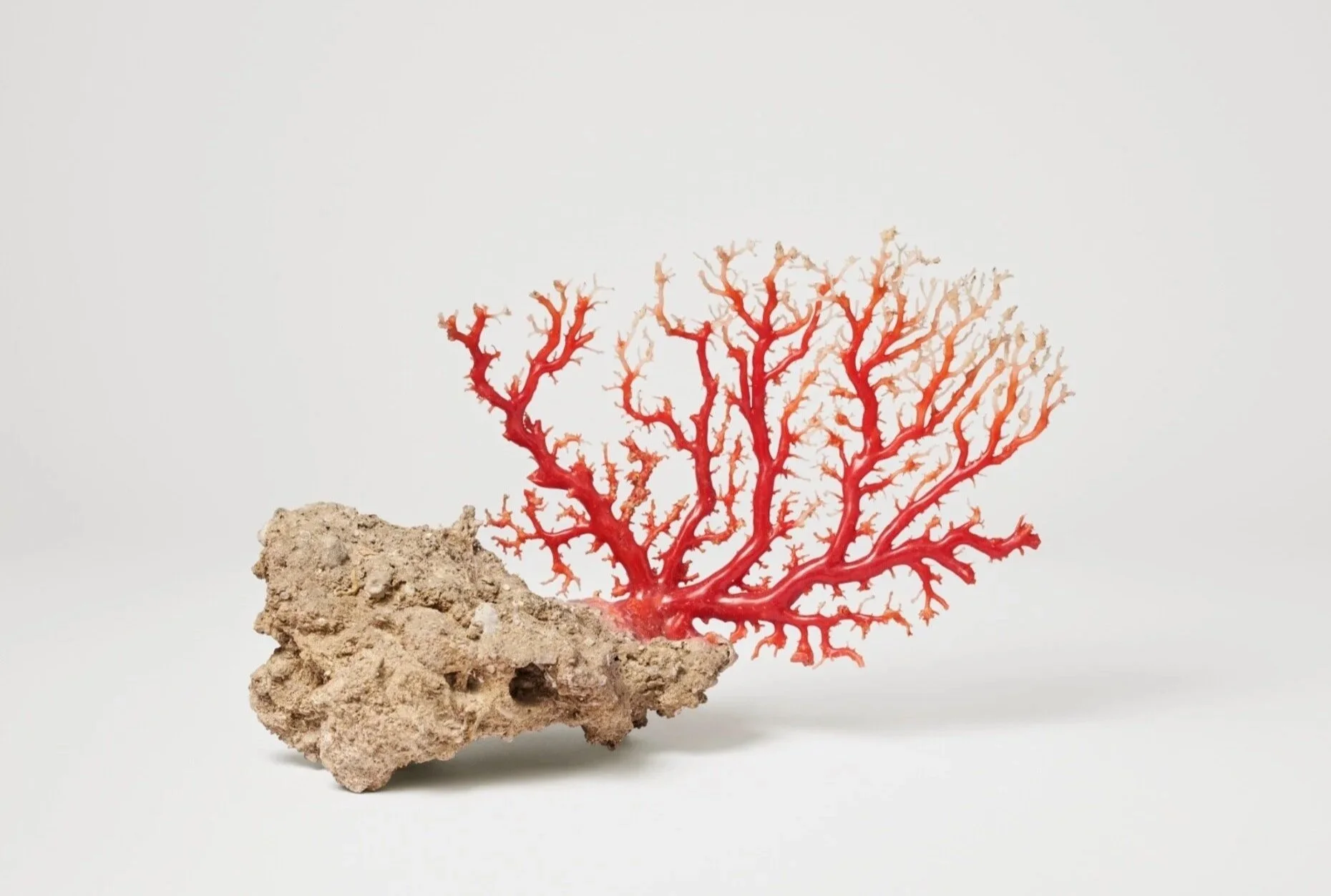 Conversation: Precious Coral, from Curiosity to Treasures at L'Ecole