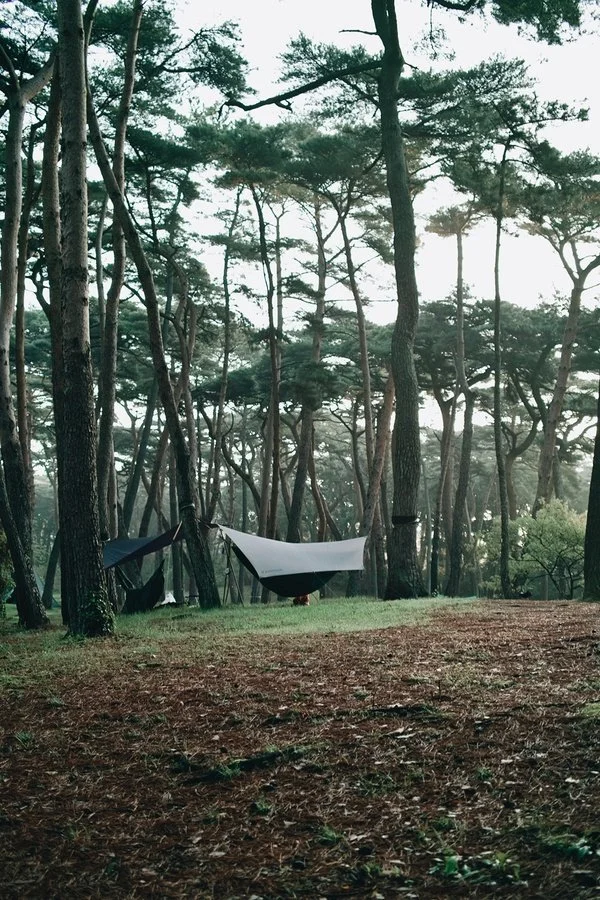 海の幸とHAMMOCK CAMP