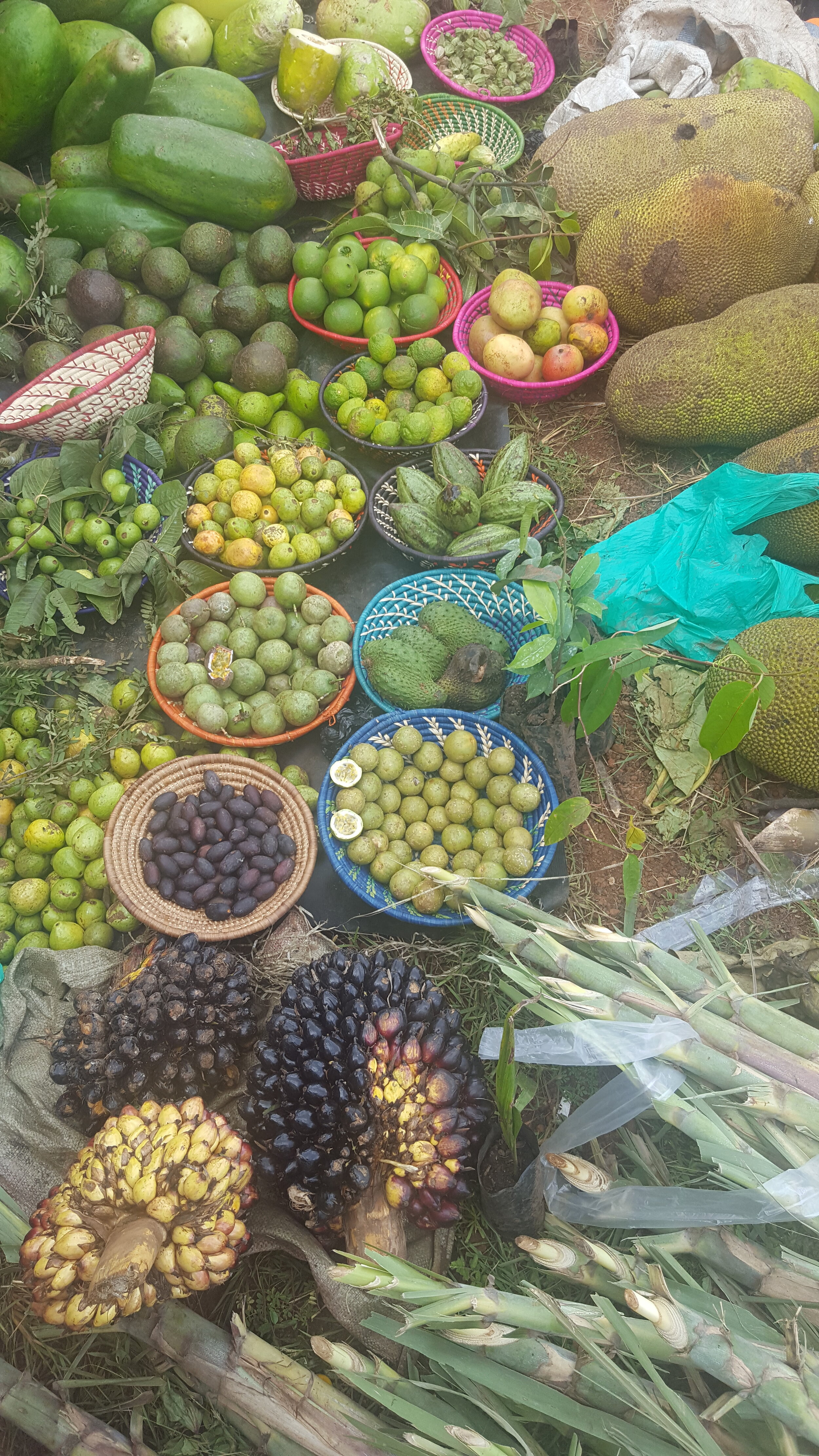 Community seed banks in times of epidemic