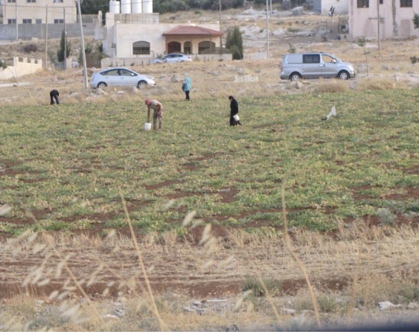 Agricultural Survey results in Jordan