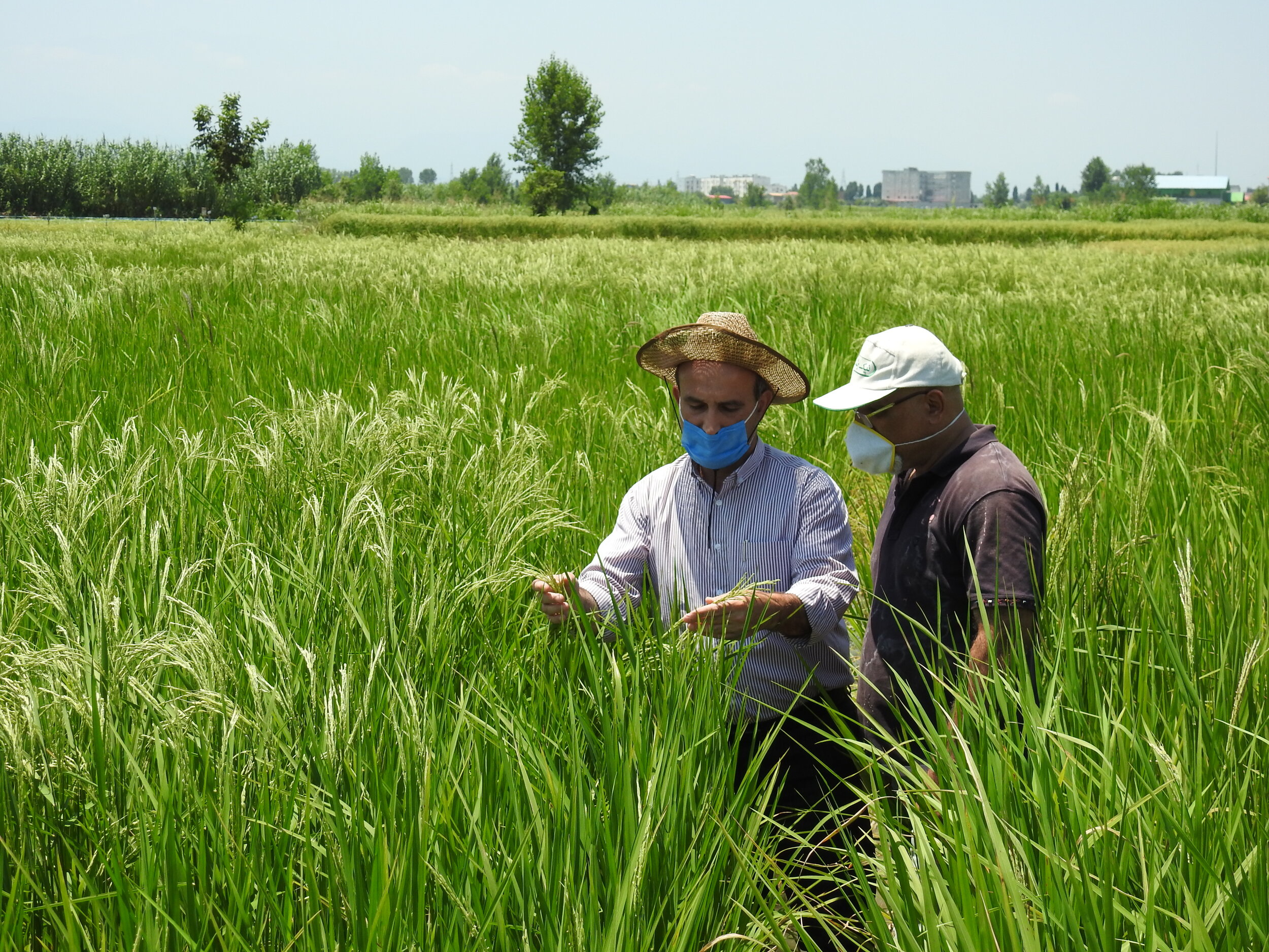 NEW BLOG: Agrobiodiversity Solutions in COVID-19