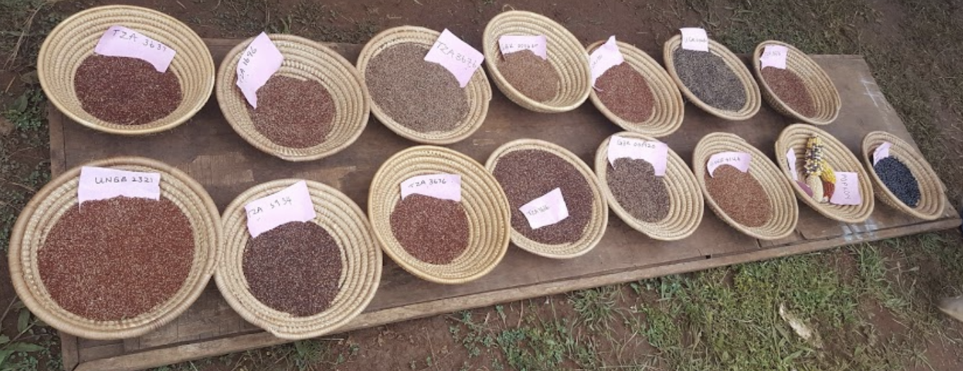 Agrobiodiversity in the seed sector