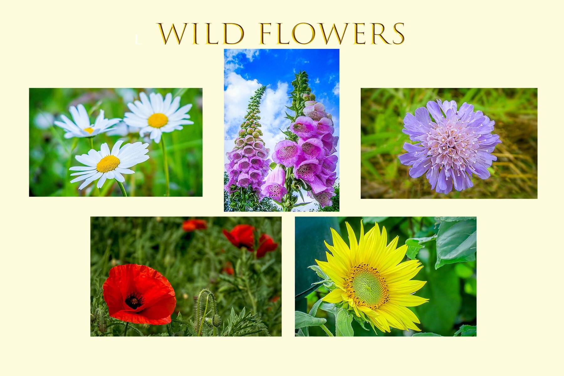 Wild Flowers 1 Postcard Insert Template 6x4.jpg