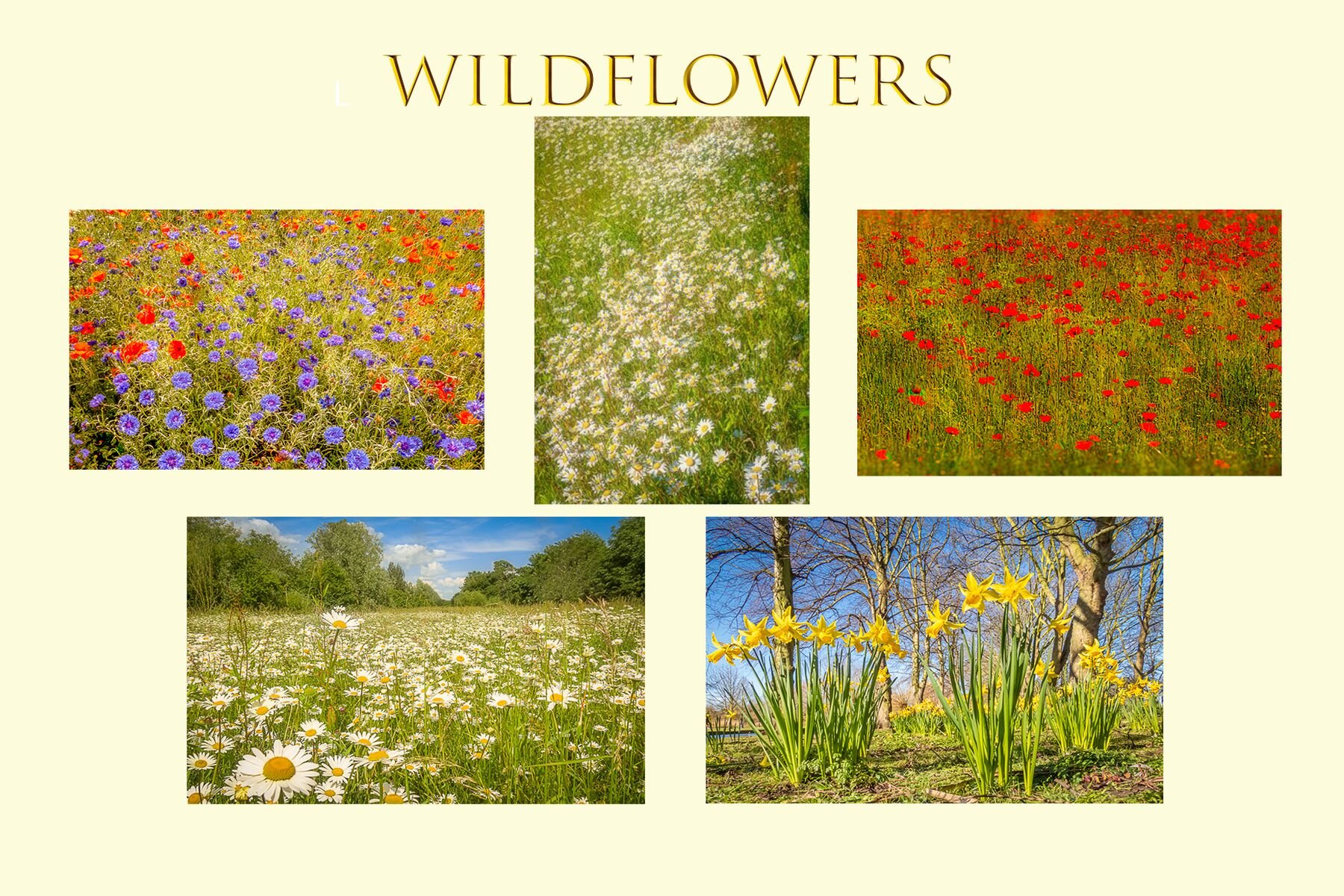 Wild Flowers 2 Postcard Insert Template.jpg