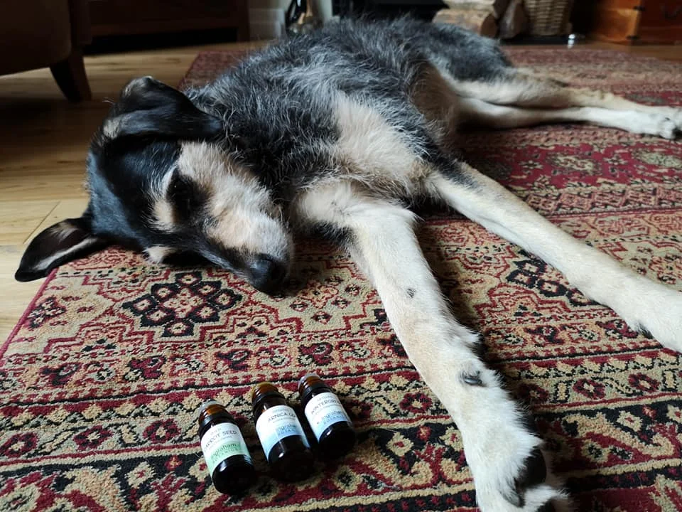 Natural Plant Remedies Treatment — Dorset Dogs