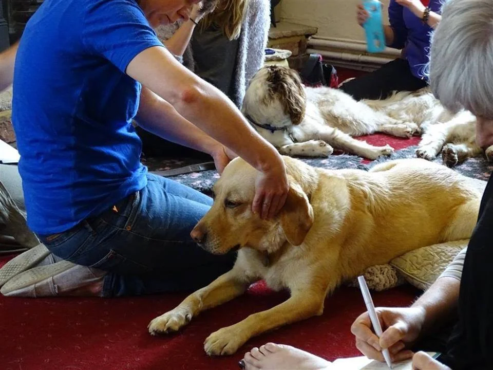 dog-massage-workshop-chilled-out-dogs-3.jpg