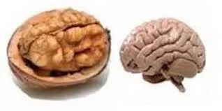 brain-walnut.jpeg