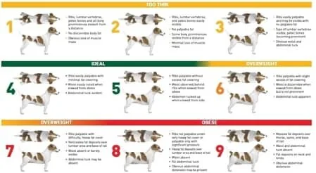 body-condition-score-dogs.jpg