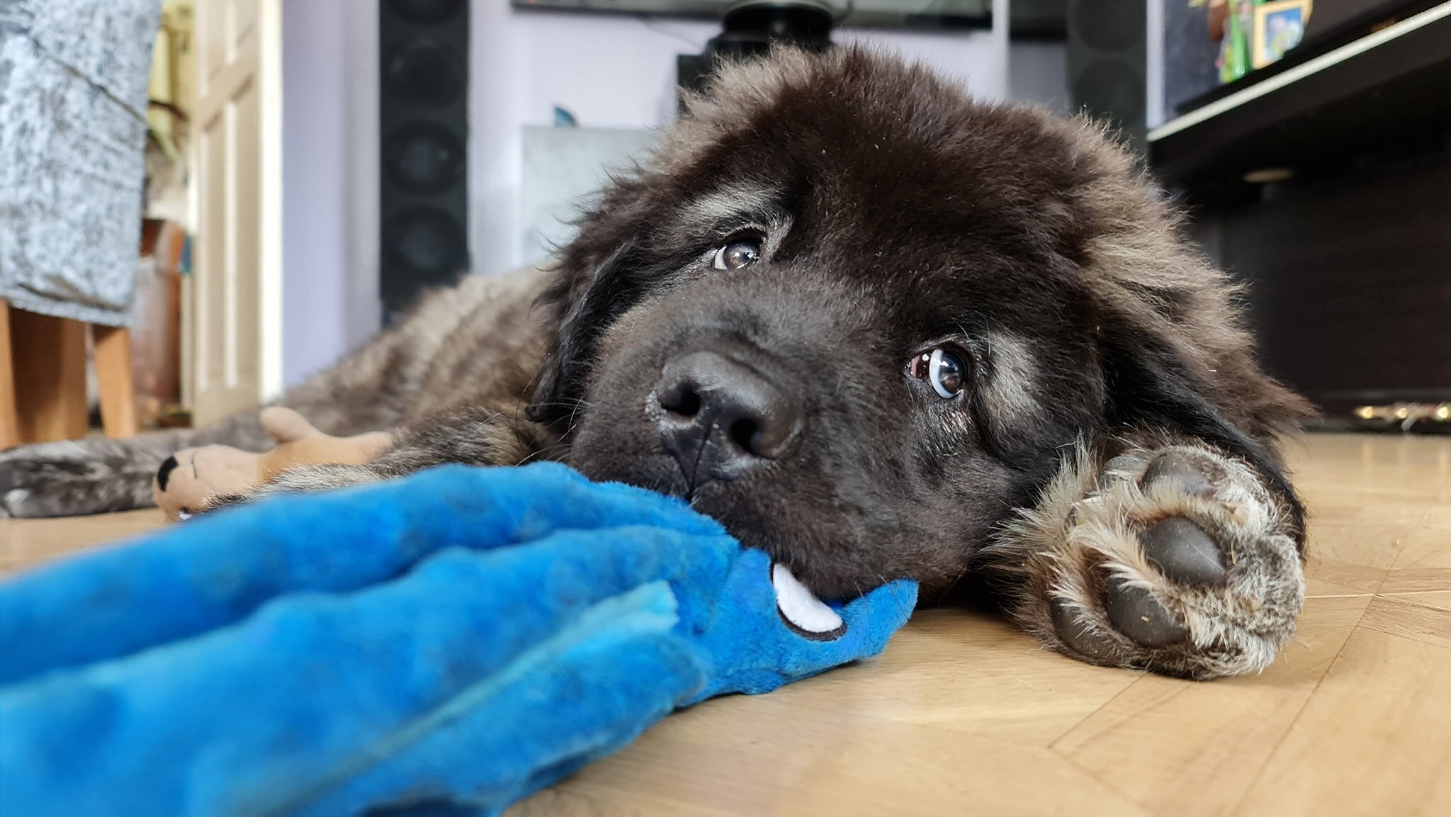 Hodor