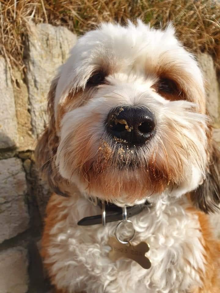 Tibetan Terriers