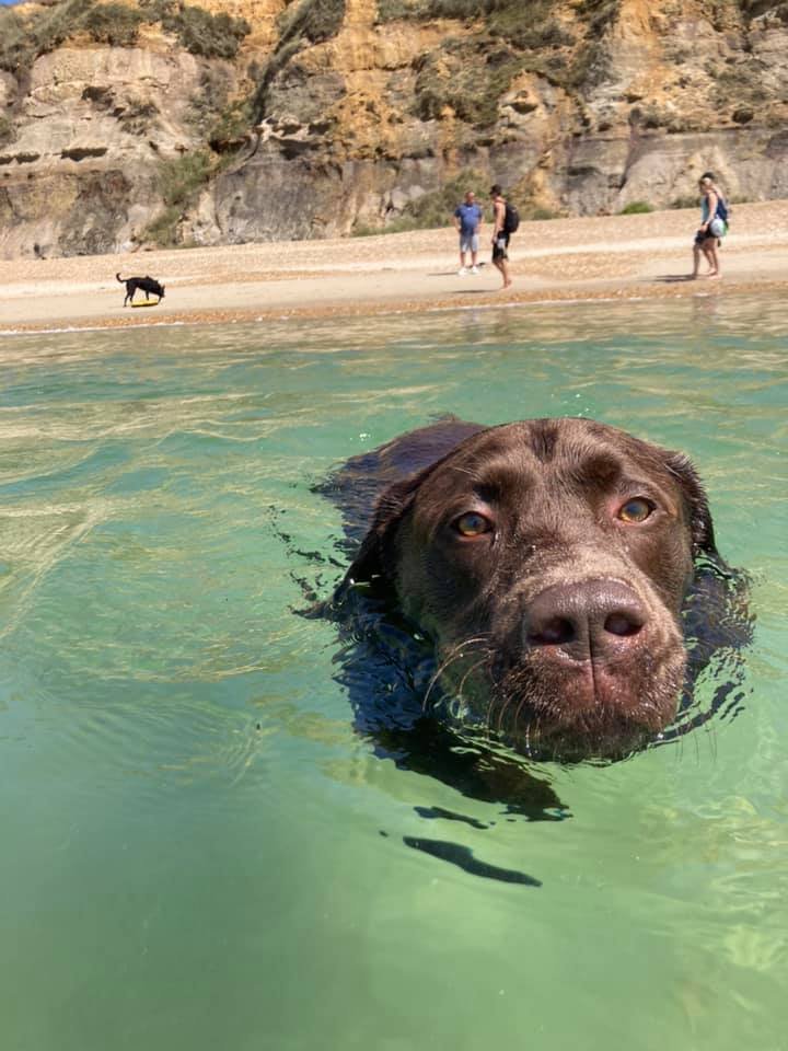 Labradors