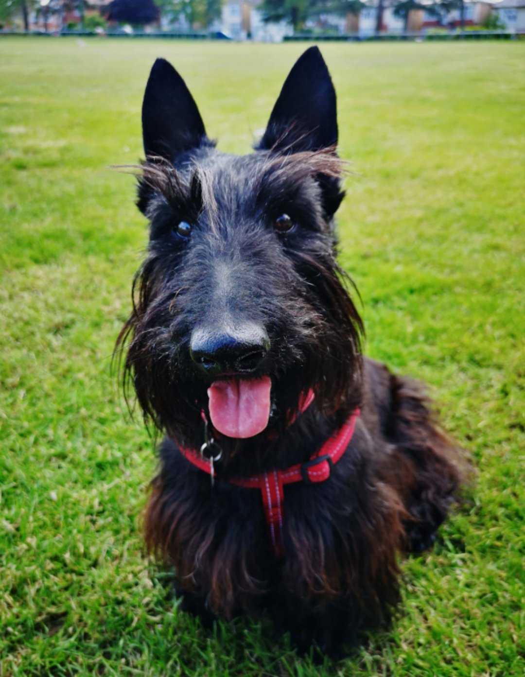 Scotties &amp; Westies