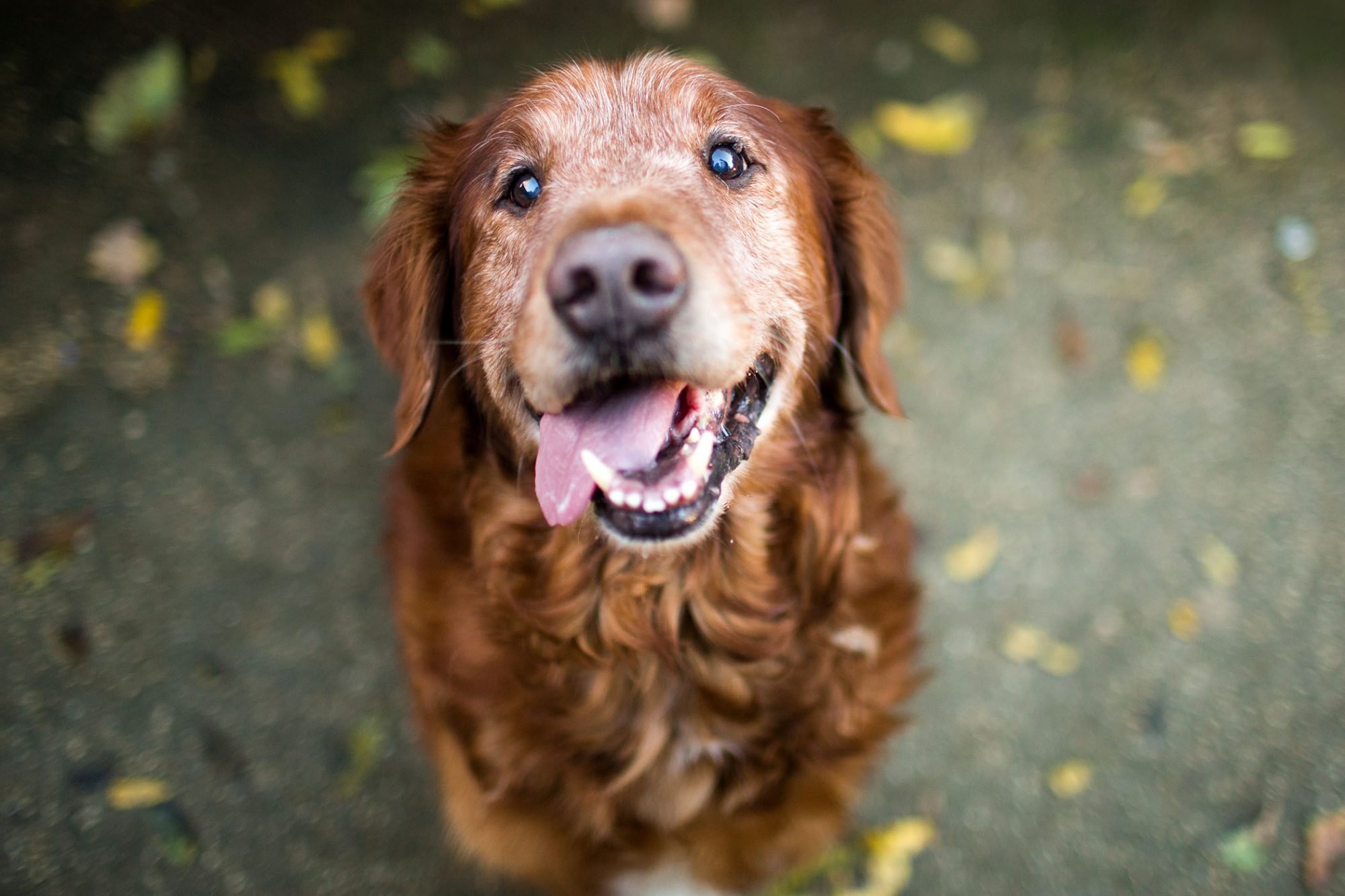 Veterans (Senior Dogs)