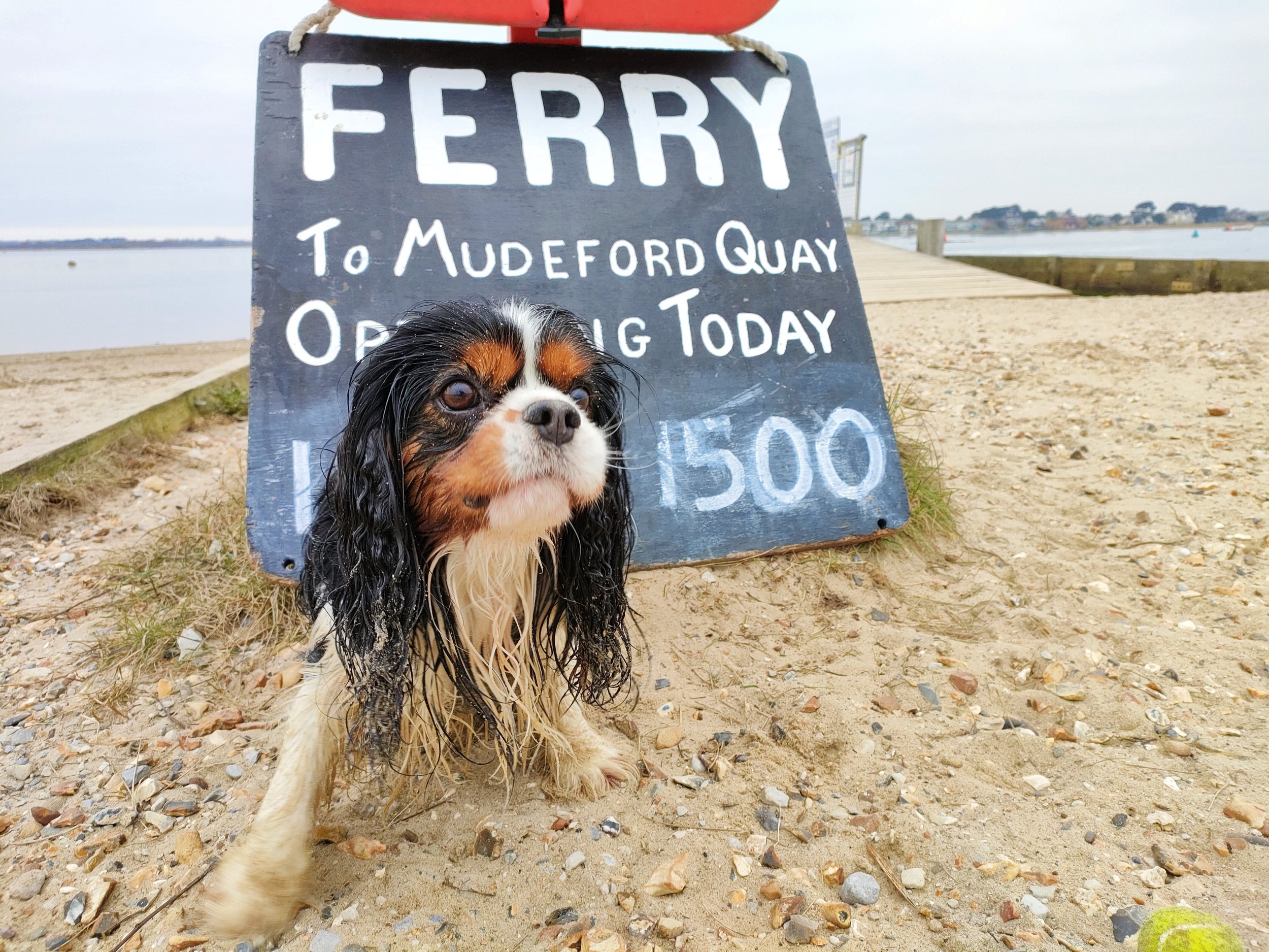 dorset-dogs-hengistbury-merlin-ferry.jpg