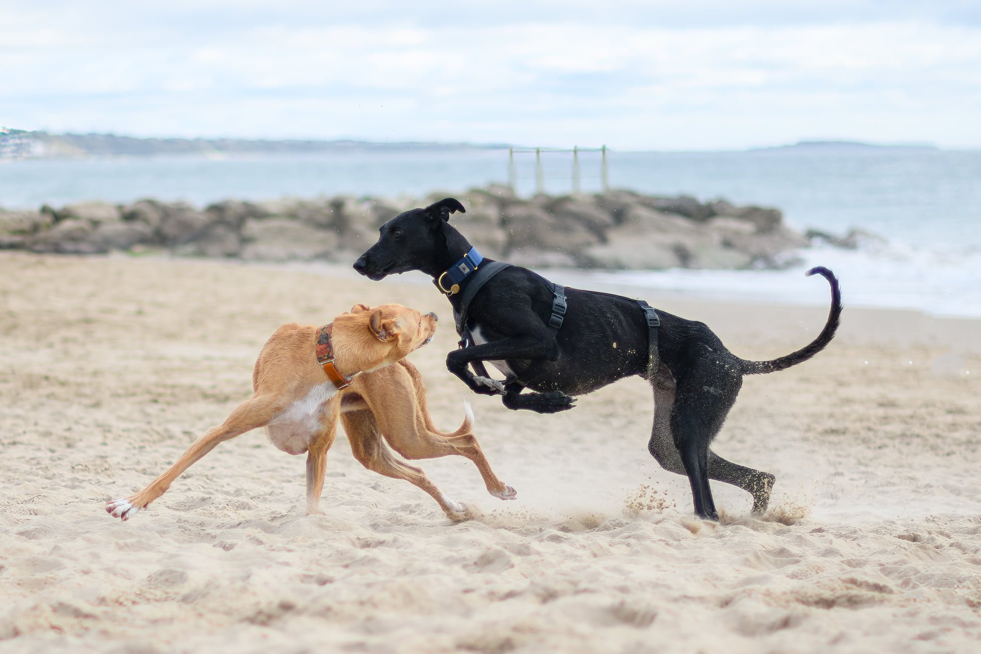 dorset-dogs-sighthounds-3.jpg