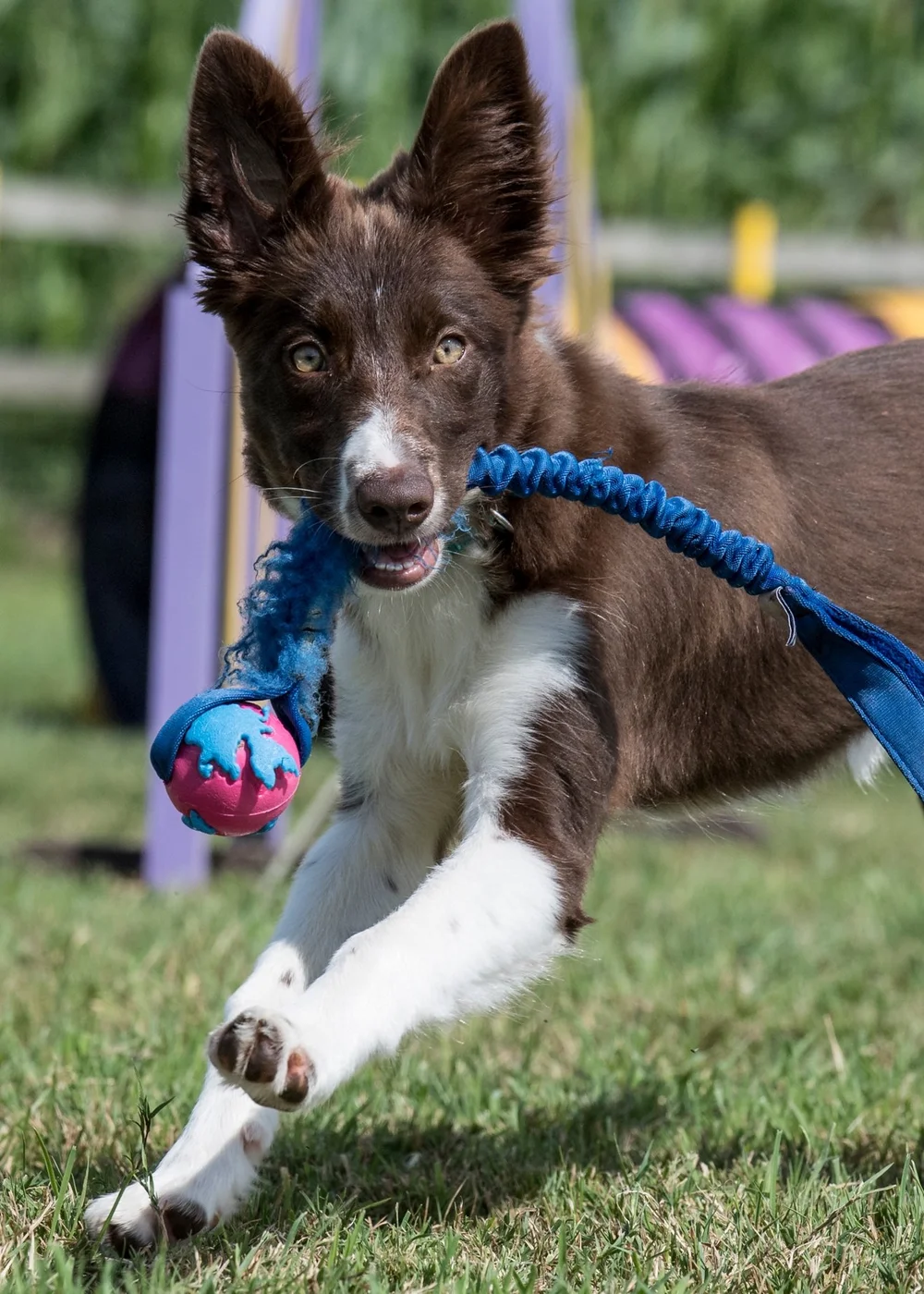 Dorset Dogs Tricks and Games Training Class — Dorset Dogs CIC OFFICIAL  Pet Food Banks