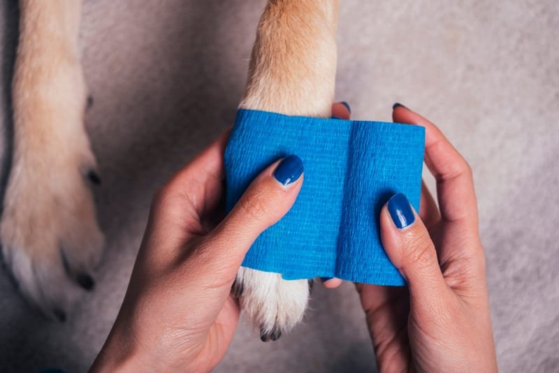 DOG FIRST AID