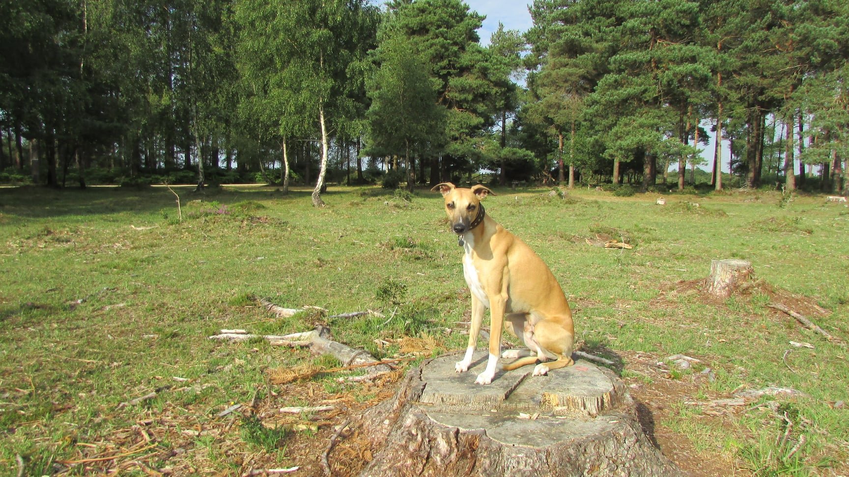 New Forest