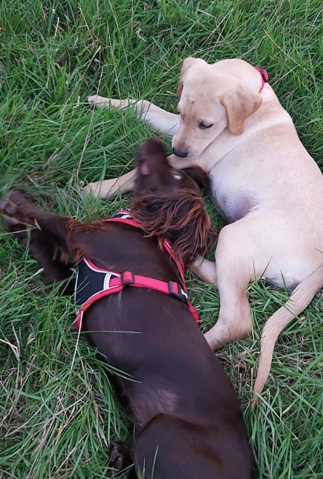 dorset-dogs-puppy-play-date.jpeg
