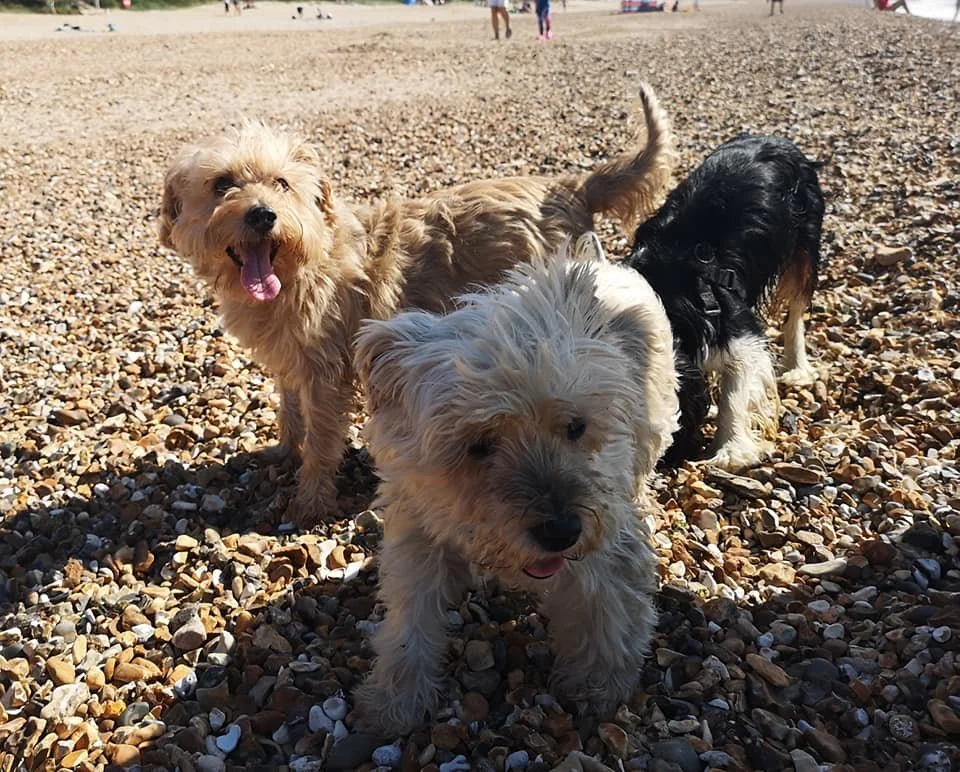 dorset-dogs-small-dog-play-date.jpeg