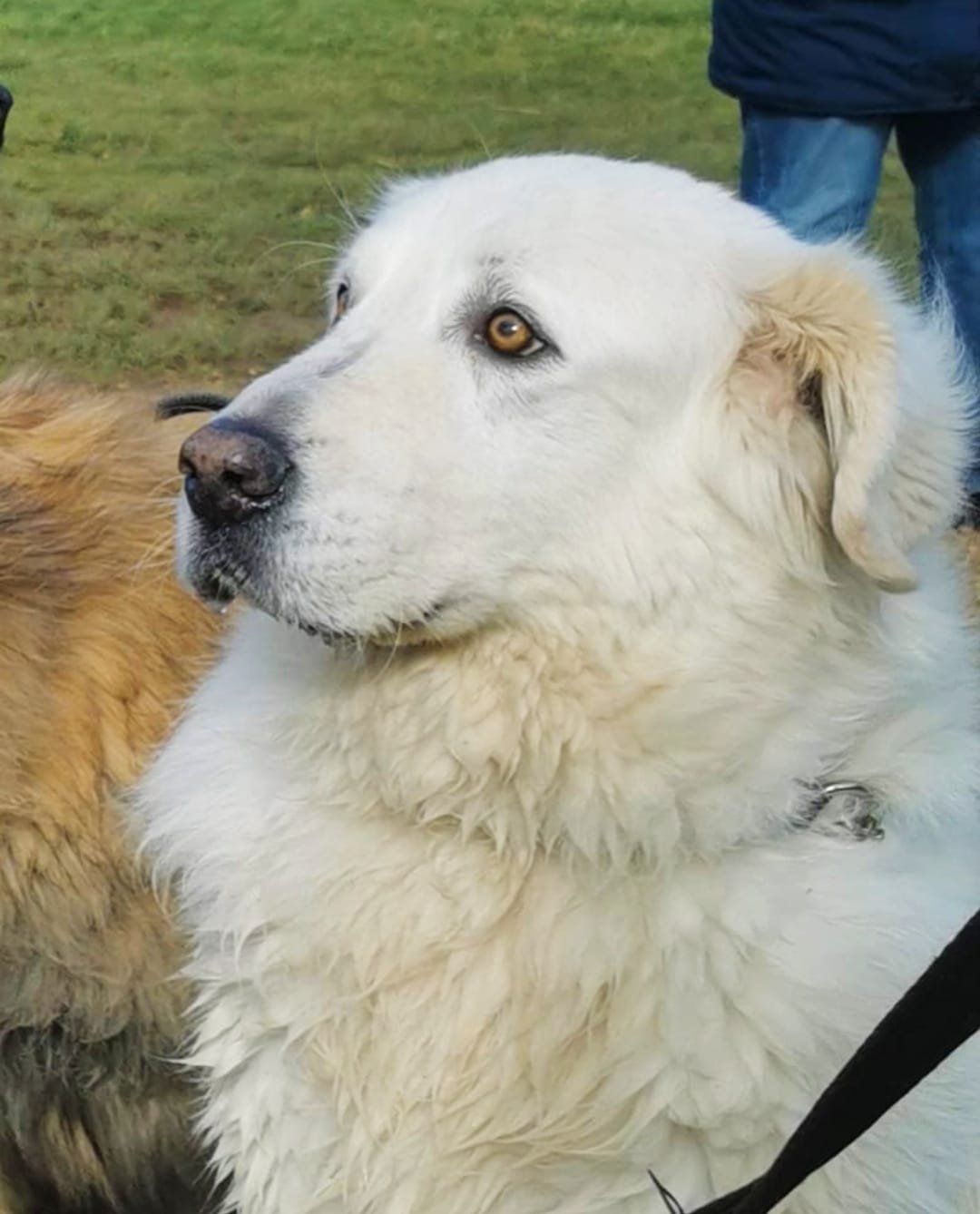 MAREMMA SHEEPDOG