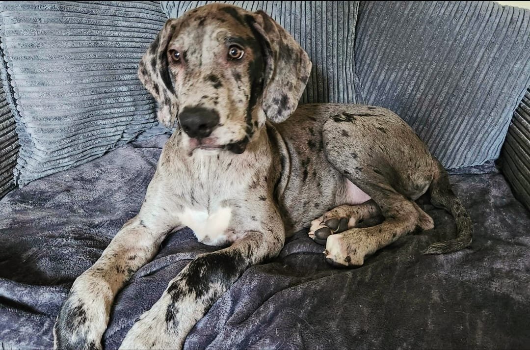 dorset-dogs-great-dane-3.jpeg
