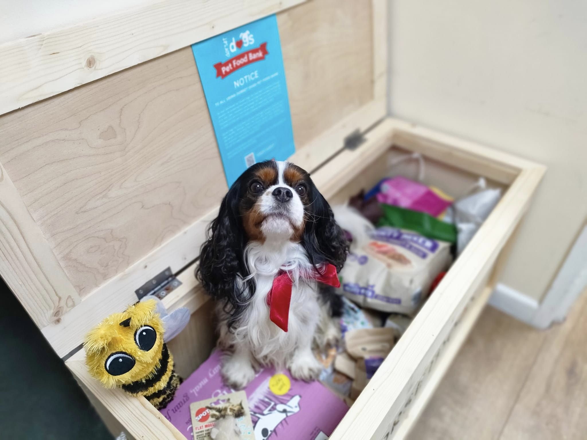 dorset-dogs-pet-food-bank-merlin-7.jpeg