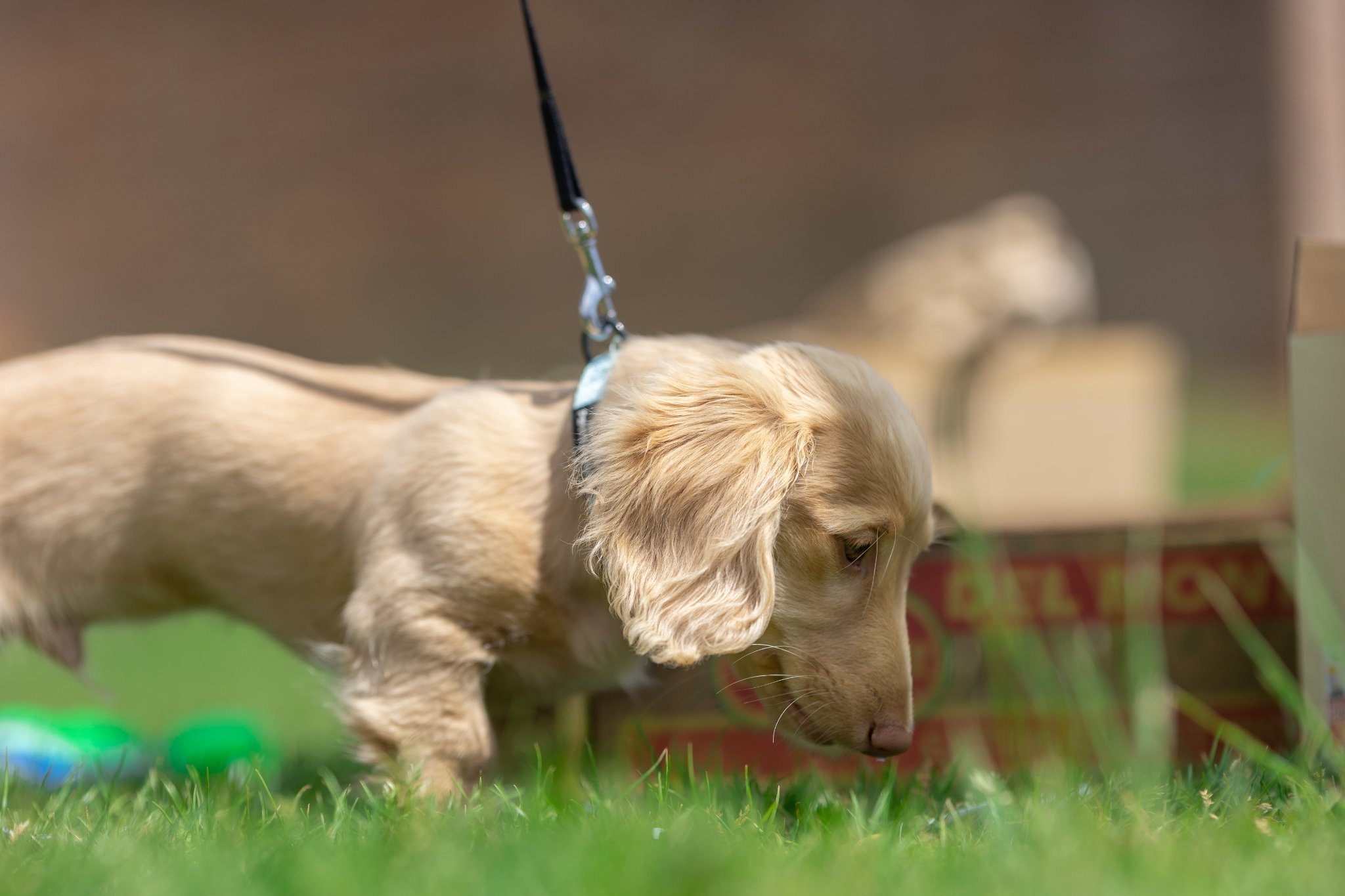 PUPPY CLASSES