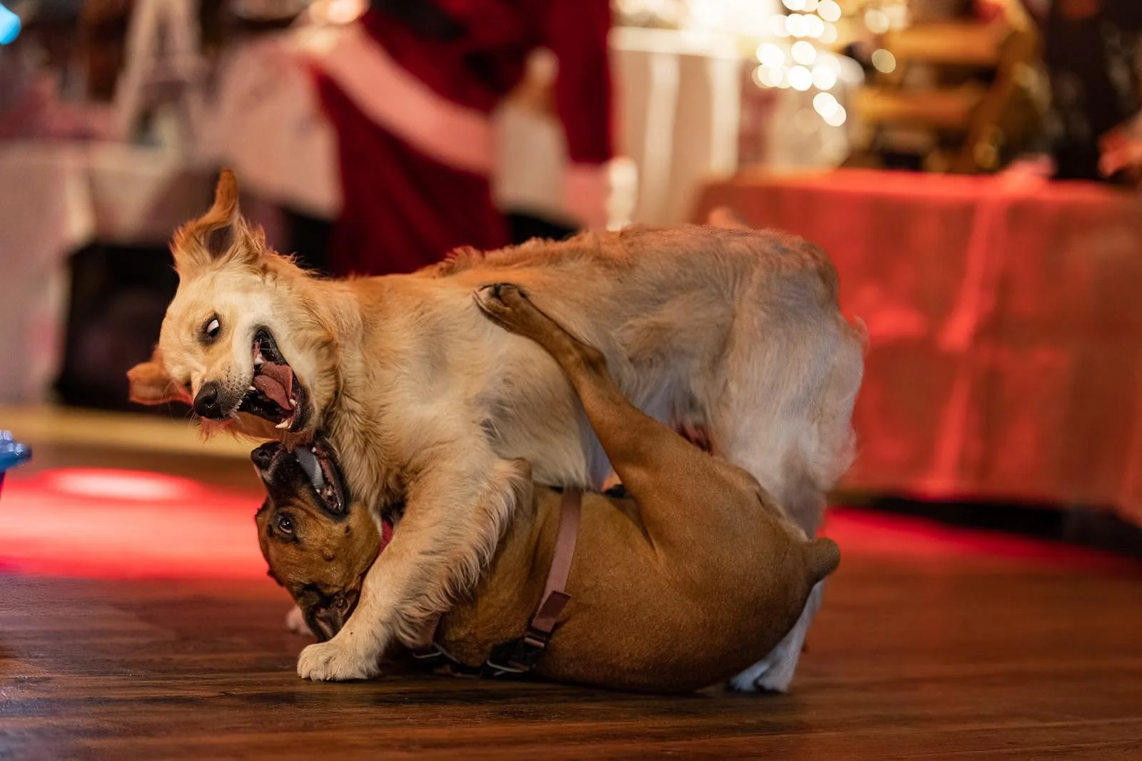dorset-dogs-valentines-play.jpeg