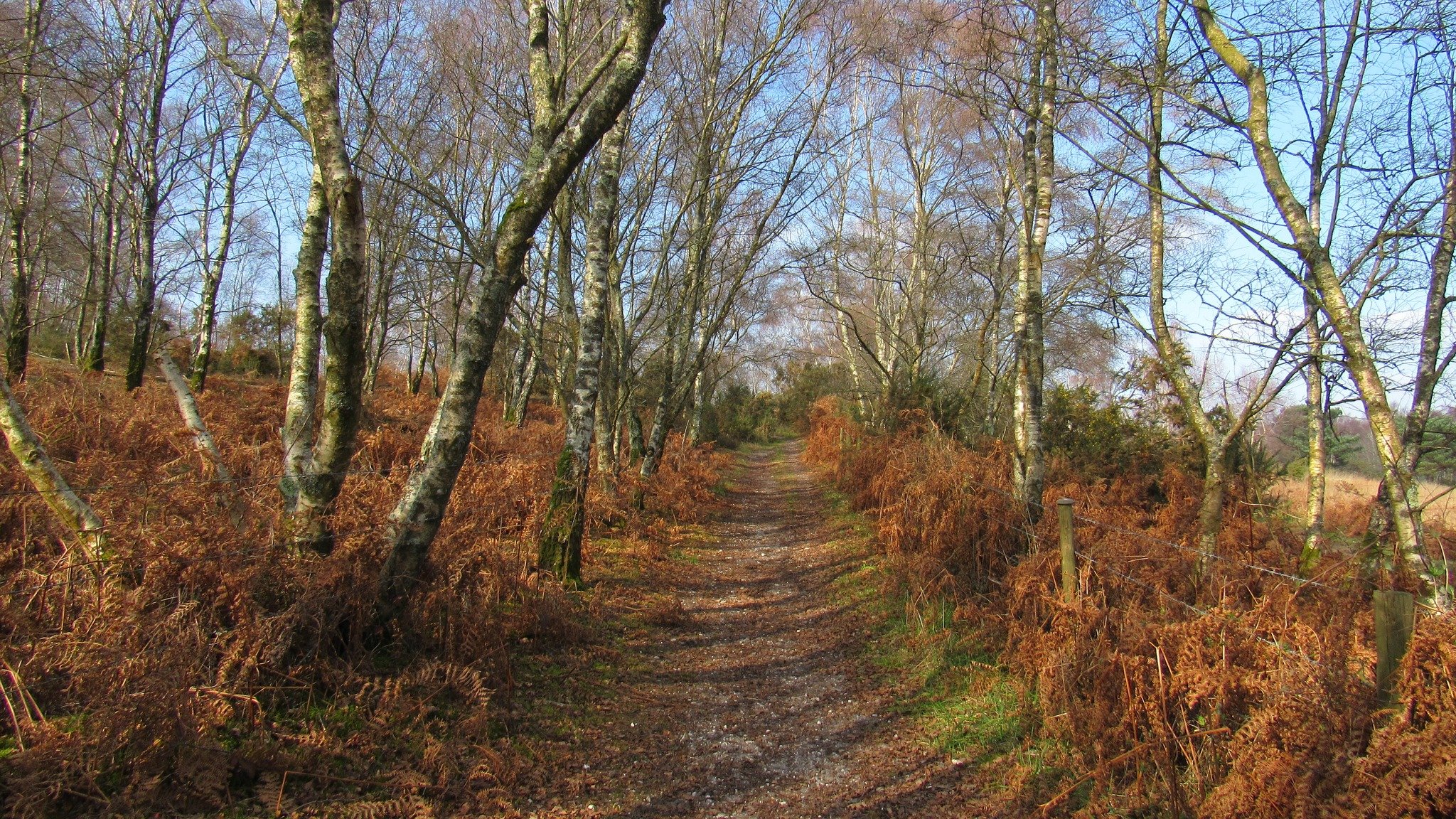 HORTON &amp; FERNDOWN FOREST