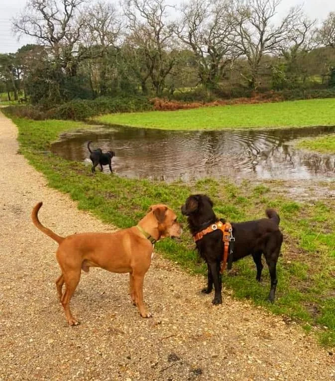 dorset-dogs-dog-body-language-brax.jpeg