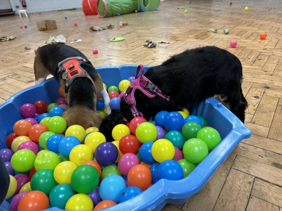 PUPPY SOCIALISATION 