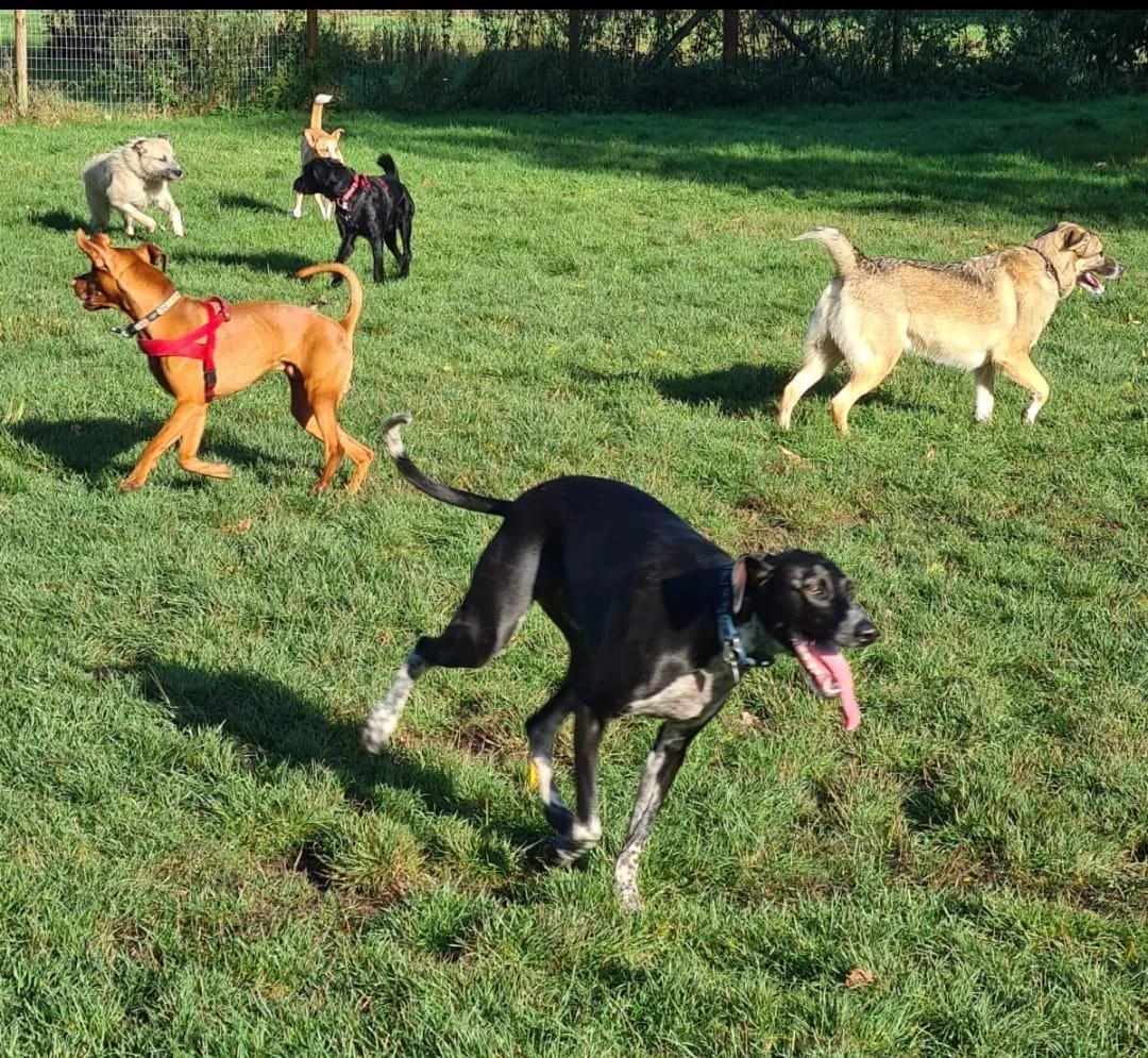 ZOOMIES 