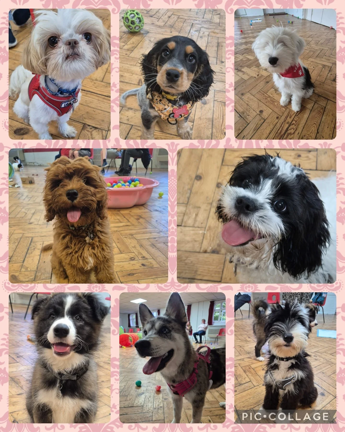 PUPPY SOCIALISATION