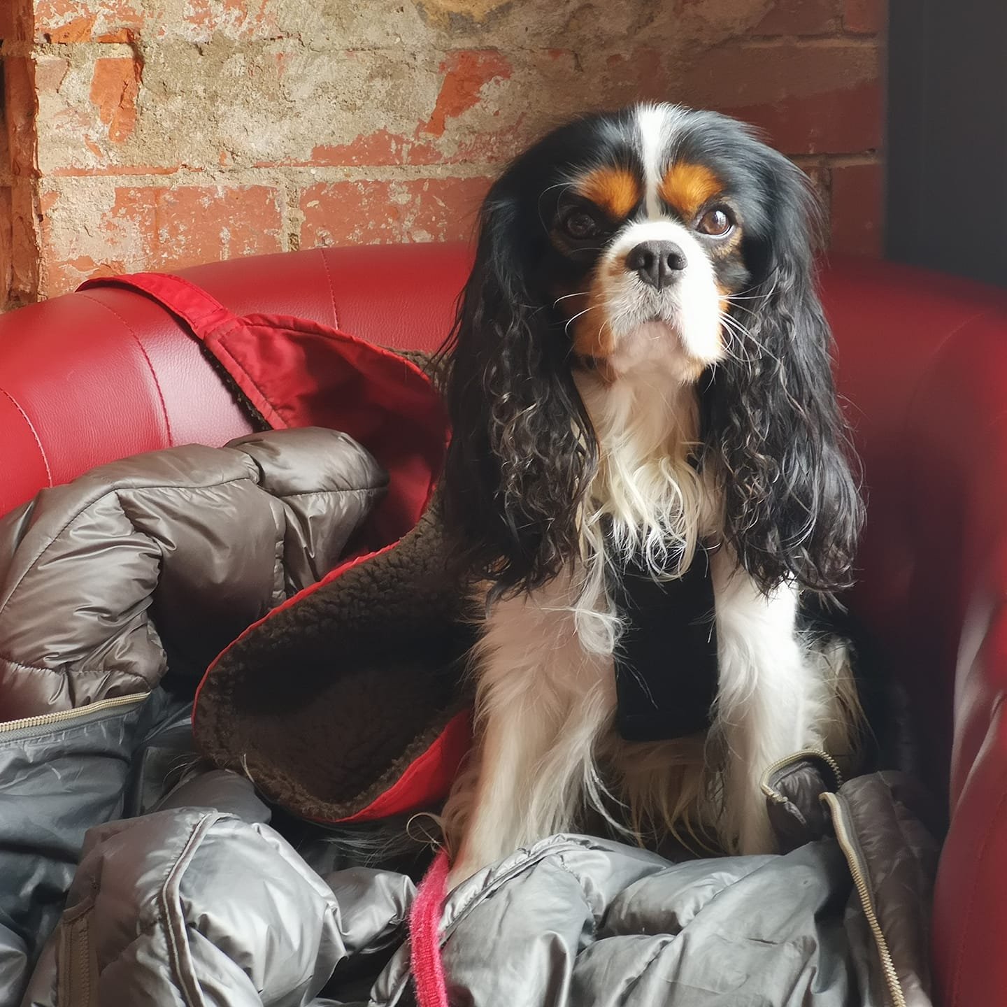 DOG FRIENDLY PLACES