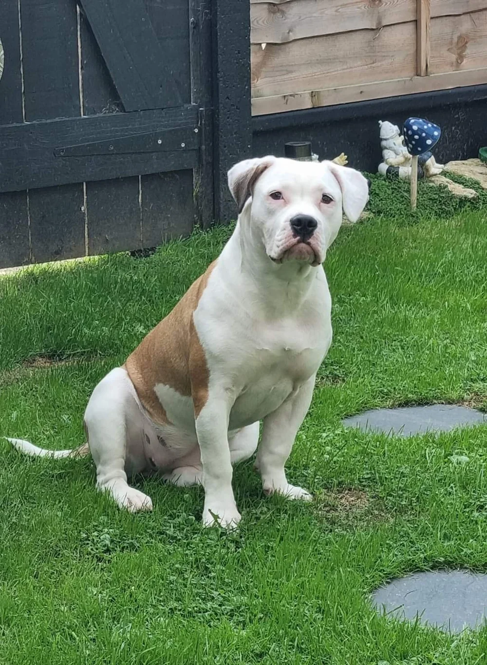 Are American Bulldogs Child Friendly