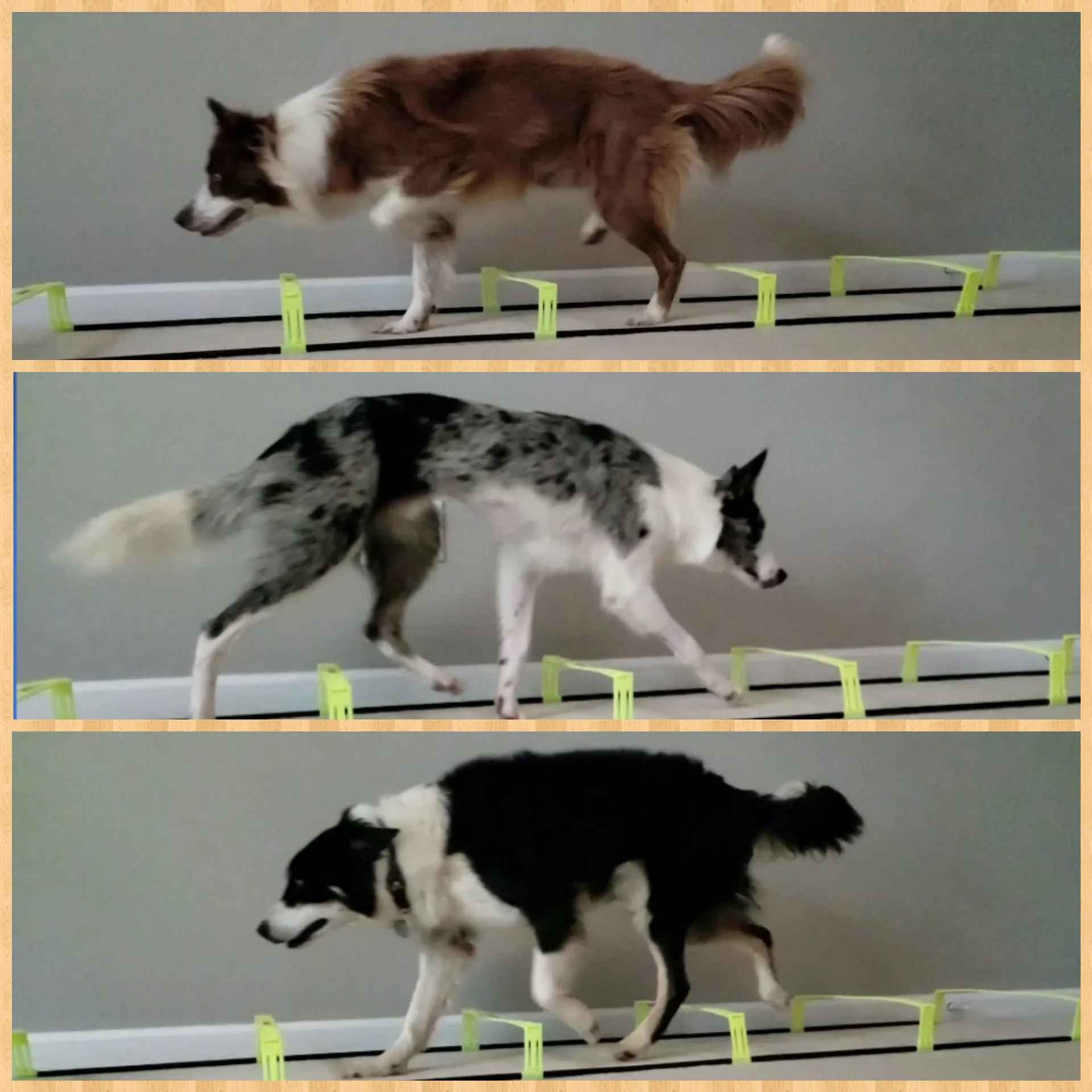 dog agility ladder