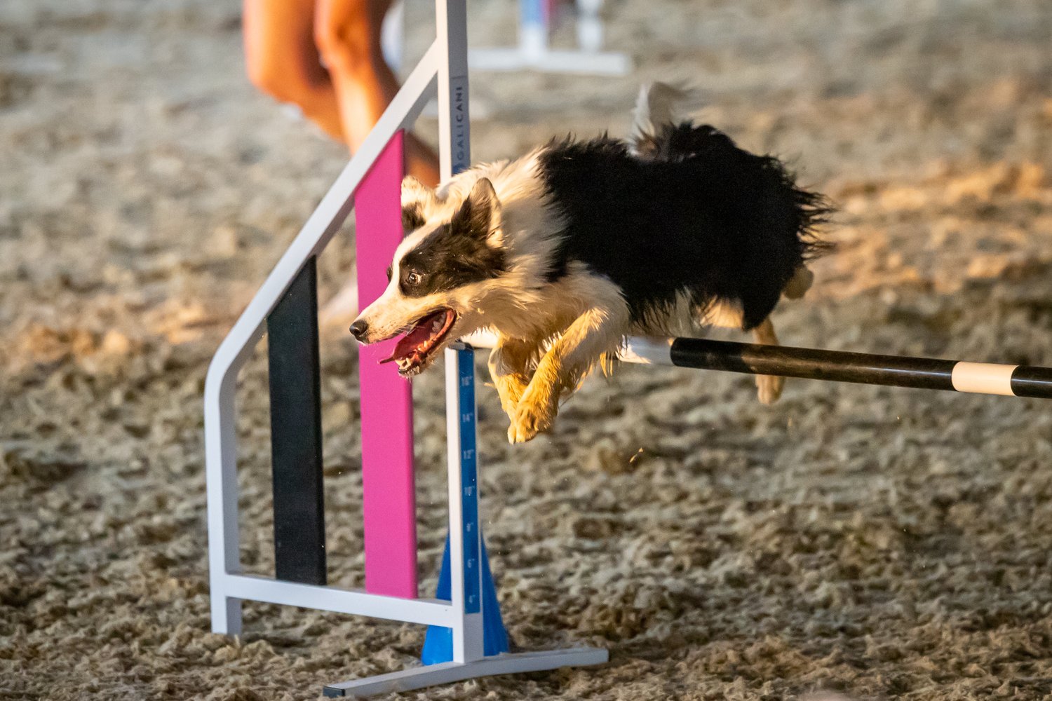 10 Tips to Practice Agility at Home with Your Dog – American