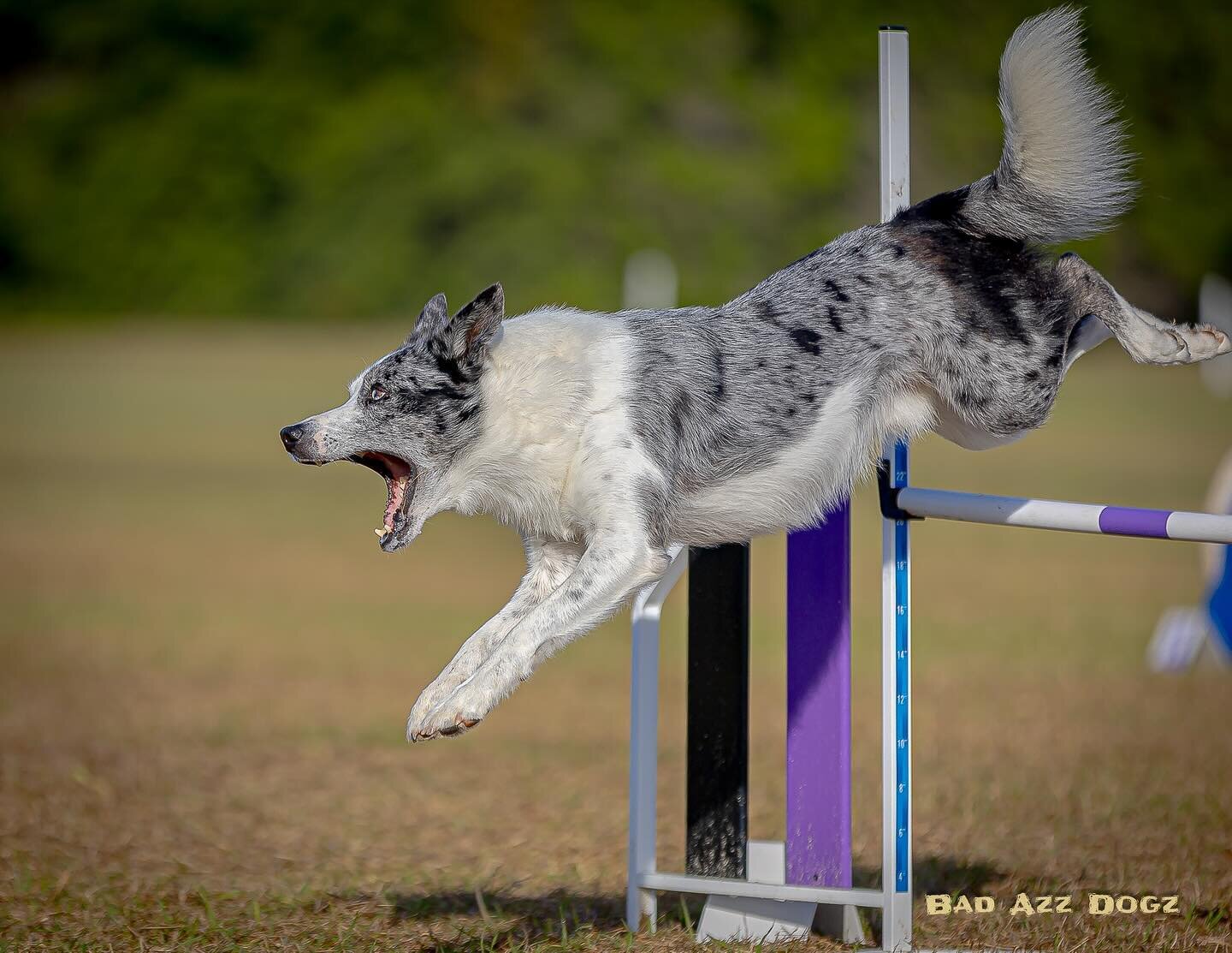 💙 Savage 💙

🏆 2024 UKI SE CUP 22&rdquo; Overall Champion 
🏆 22&rdquo; Overall Biathlon Champion 

Thanks so much to @badazzdogz for these truly bad ass photos of my crazy, insanely loud blue boy 💙