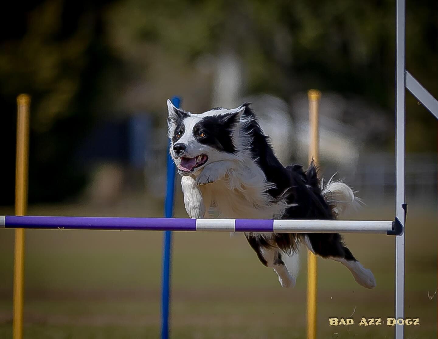 💜 Maestro 💜

🏆 2024 UKI SE CUP 20&rdquo; Overall Champion 🏆

My Mighty Mouse 🐭 is all heart 💜
I&rsquo;ve never been more thrilled to see photos of my dog jumping in my entire life!
Maestro is moving &amp; jumping SO well &amp; that is the true 