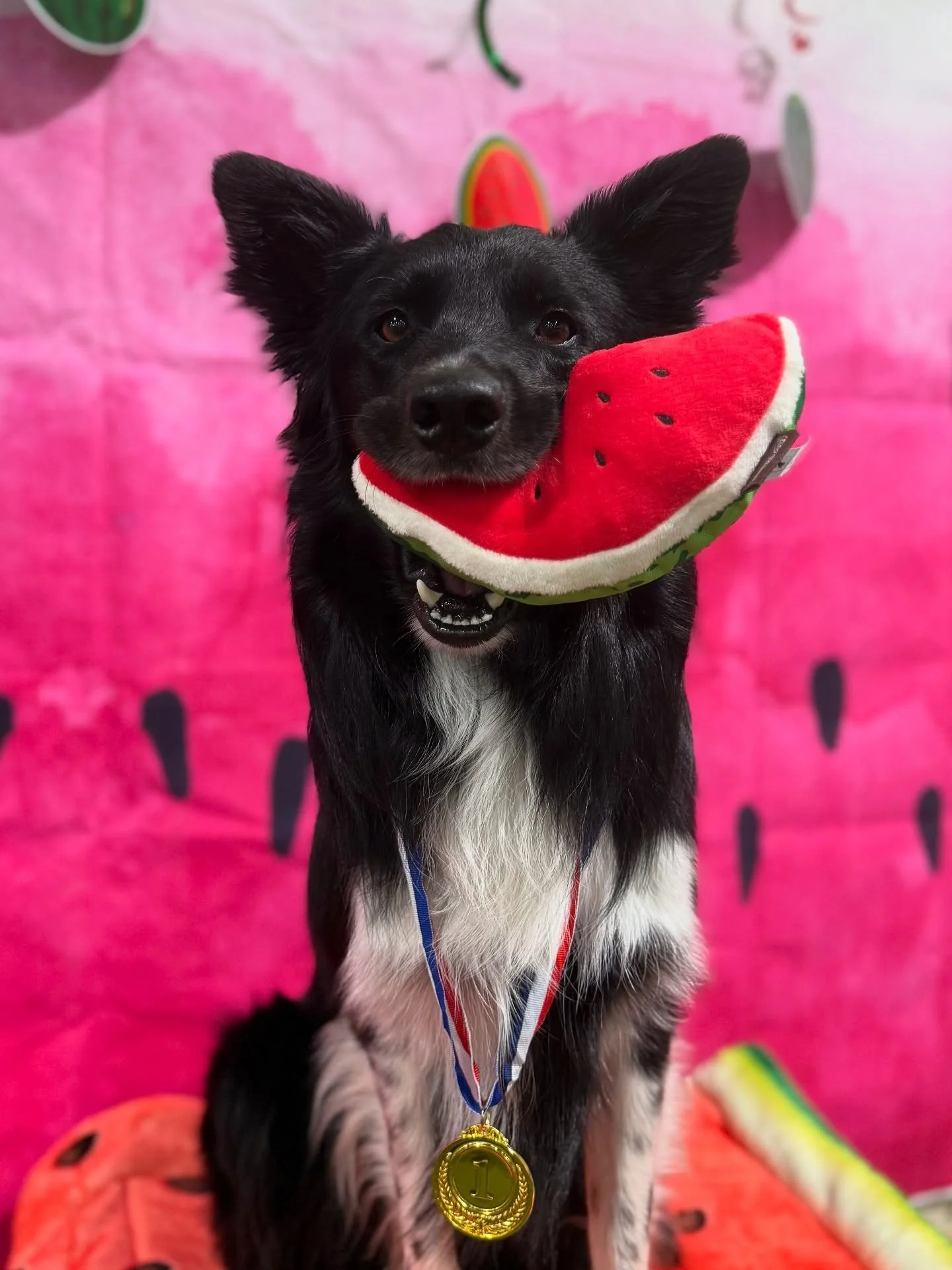My favorite runs from this weekend&rsquo;s Watermelon 🍉 ISC Cup! 🥇🥇🥇🥈🥈🥉🥉Sparkles ✨ won A2/J2 for some sweet prizes! Love these boys 💛💚💜 #dogsofinstagram #dogagility #dogstagram #dogfitness #oakleycanineathletics #summitanimalhealth #myos #