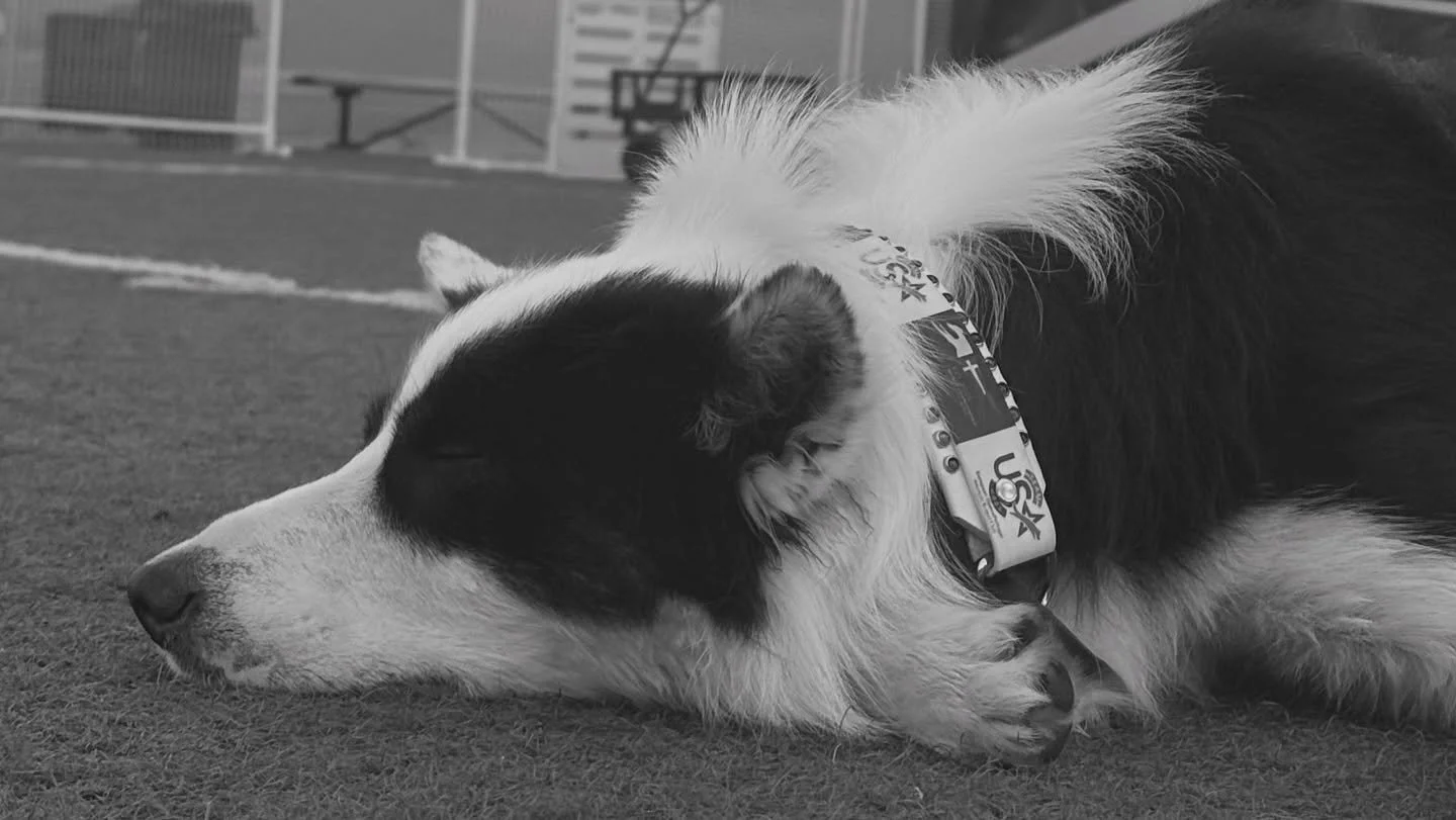 Our second AWC Team USA 🇺🇸 practice 😍 so many incredible courses &amp; so much support! We are ready to take on our first AWC - next stop, Sweden 🇸🇪 #dogagility #dogagilitytraining #awc2025 #teamusa
