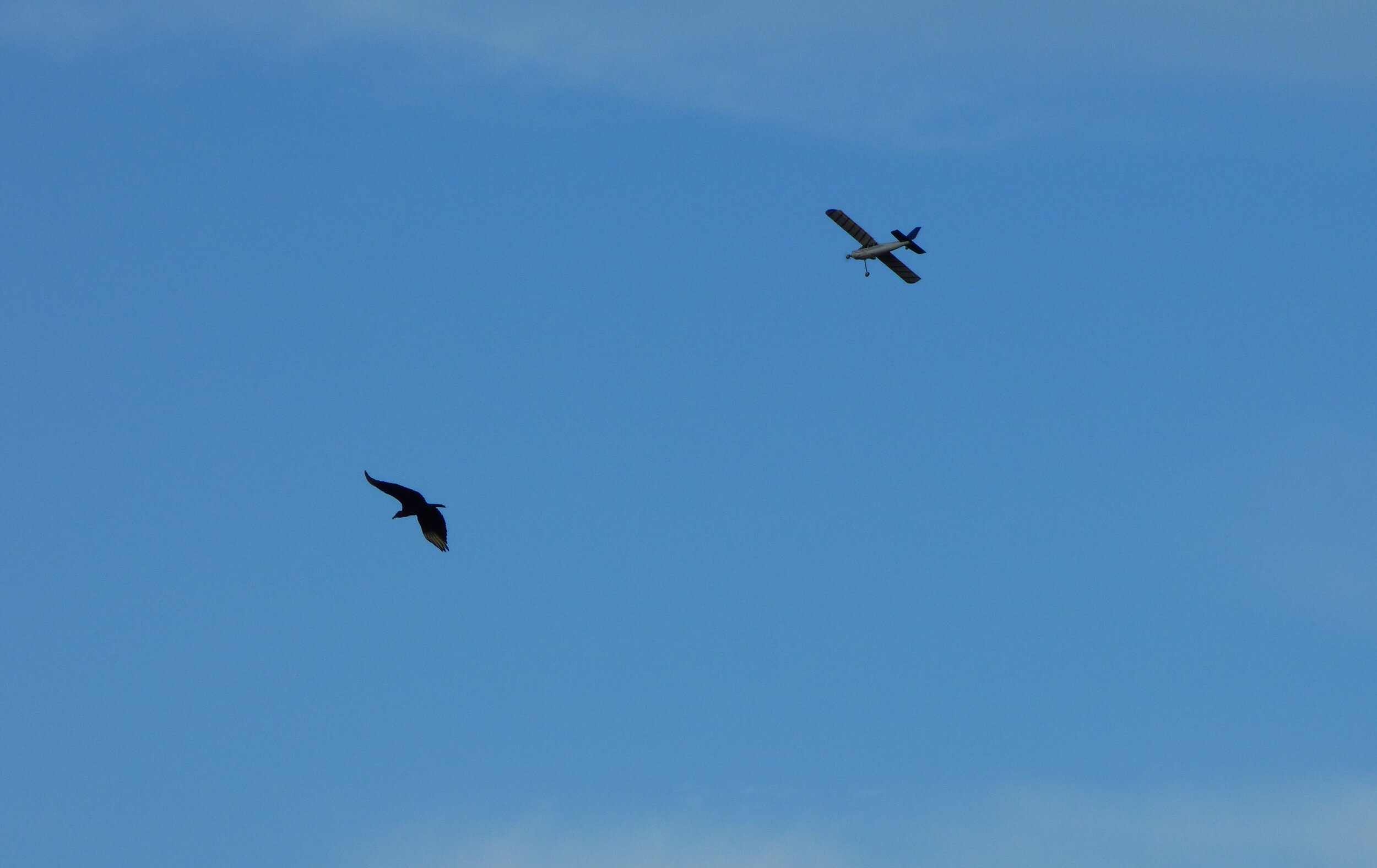 Aeromodelo afugentando urubu.CM.03.5.2017.JPG