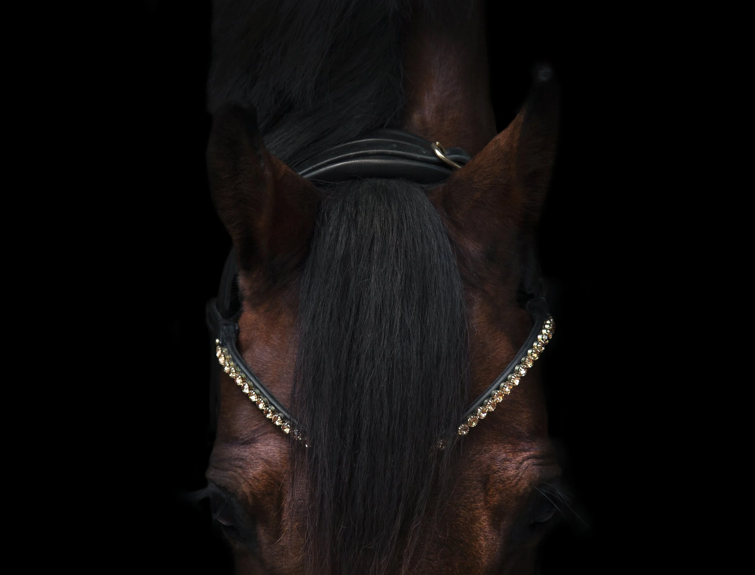 Bandelettes cheval Storm en cristal, pour chevaux, disponible en toutes les tailles, acheter en gros, en inde Bandelettes cheval Storm en cristal, pour chevaux, disponible en toutes les tailles, acheter en gros, en inde